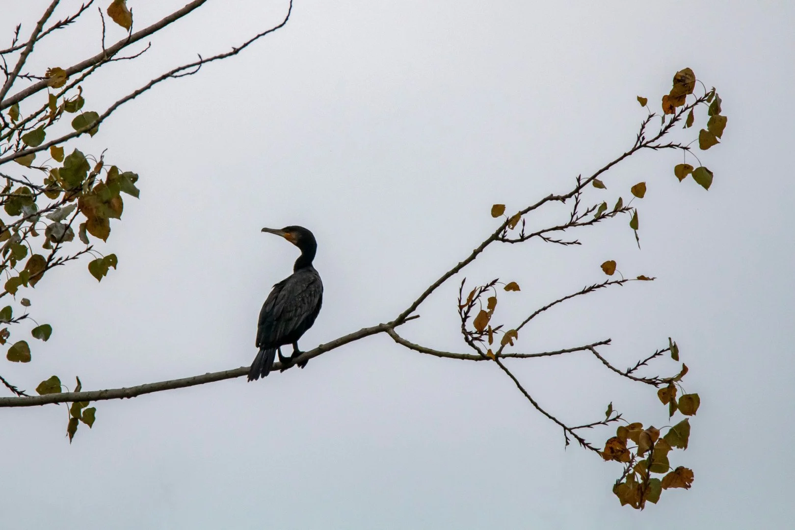Cormoran.jpg