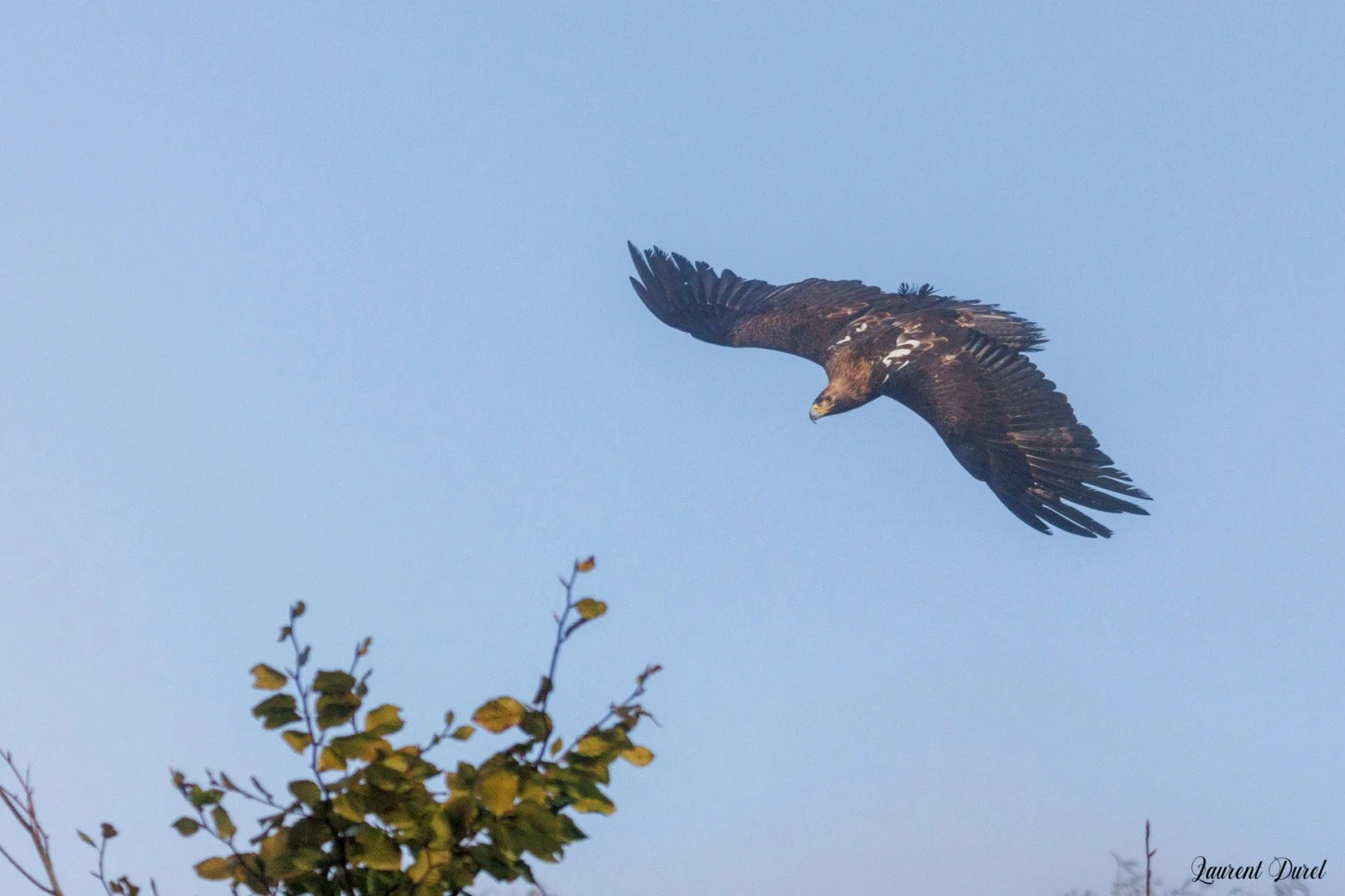 LD-10-24-Aigle-royal.jpg