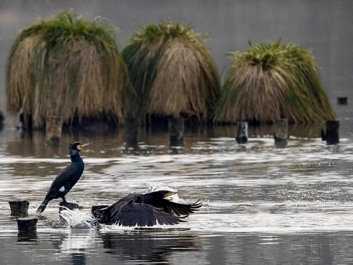 Lenvol-du-cormoran.jpg