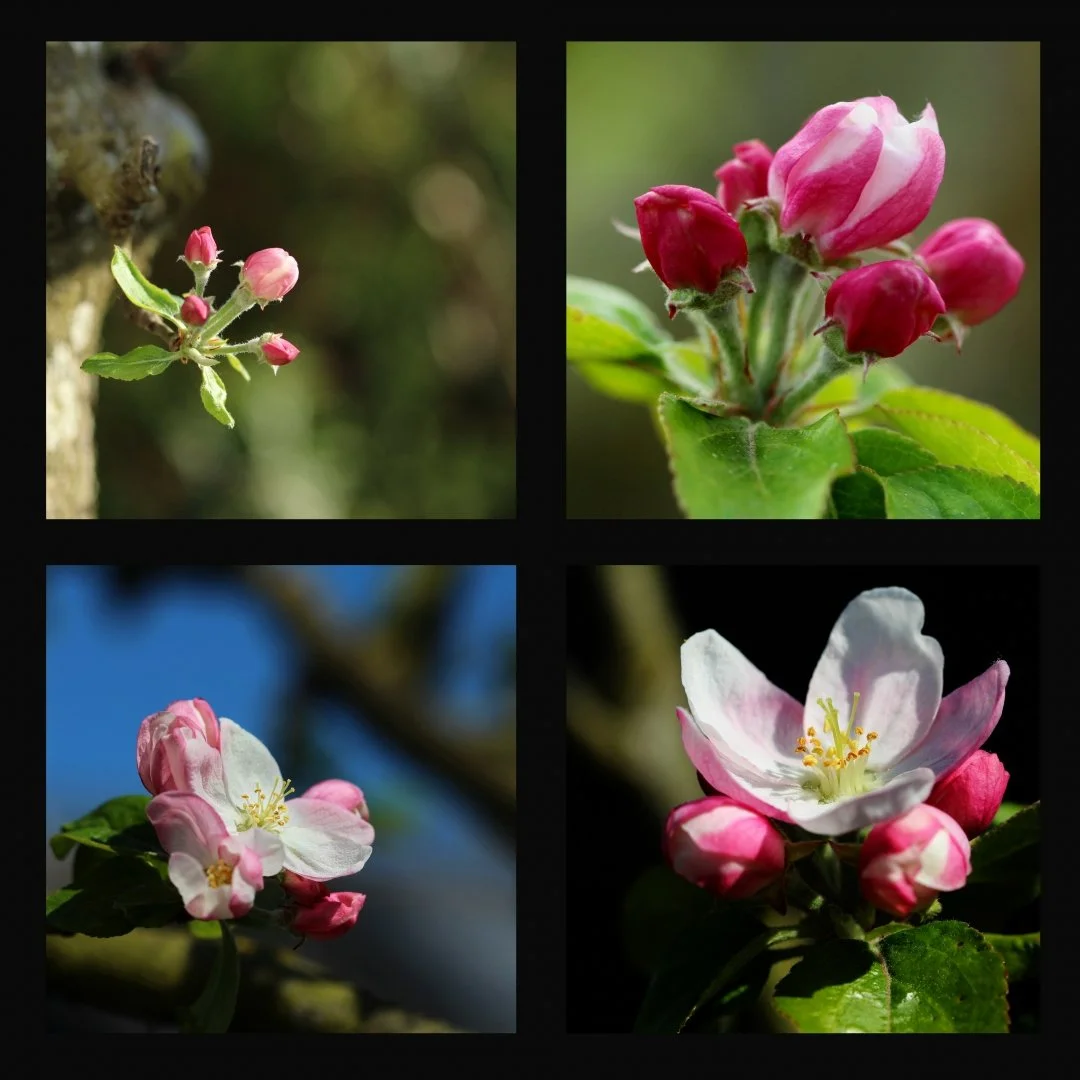Fleurs-de-Pommier.jpg