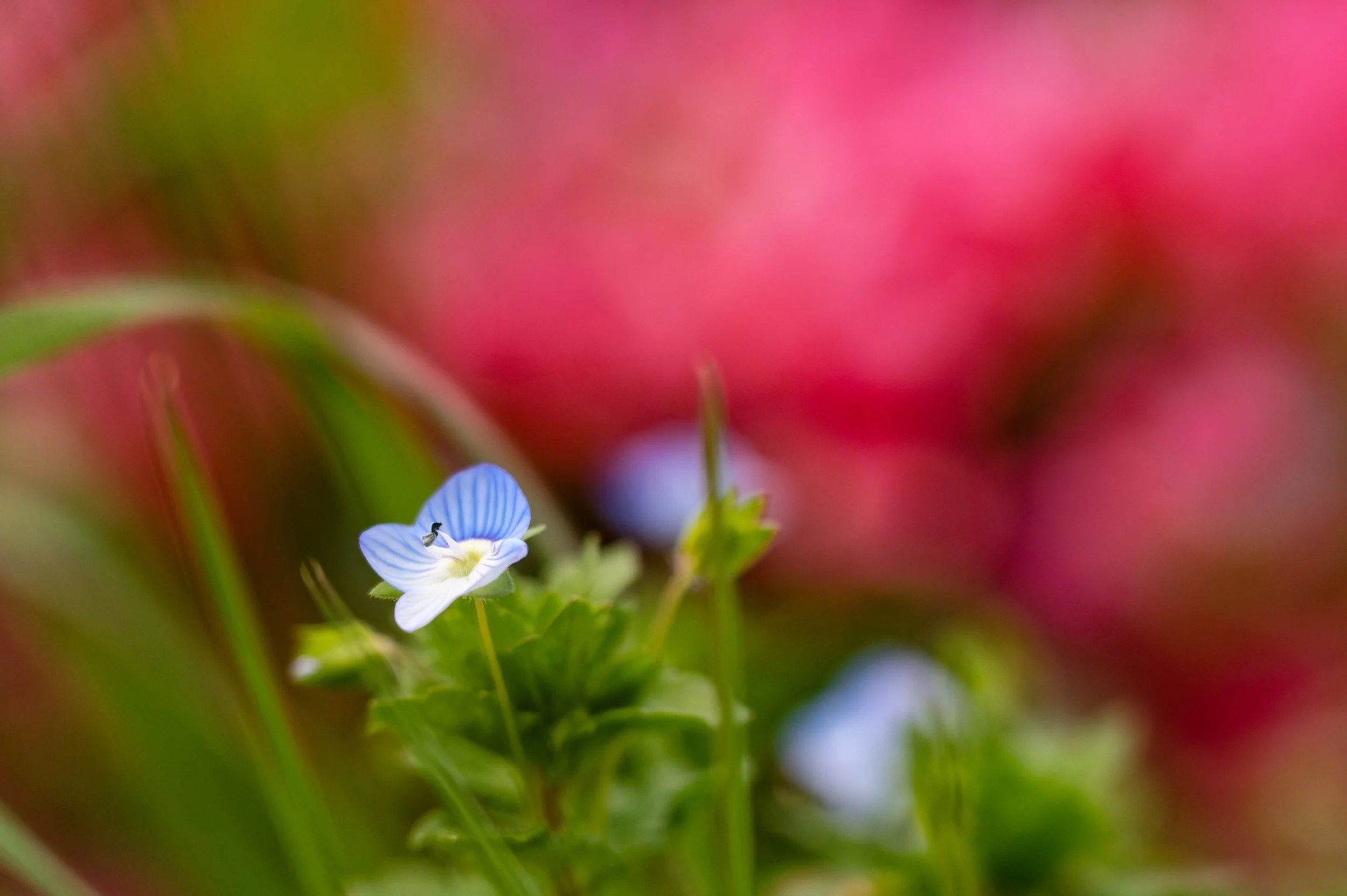 Fleur_De_Veroique_Au_Printemps.jpg