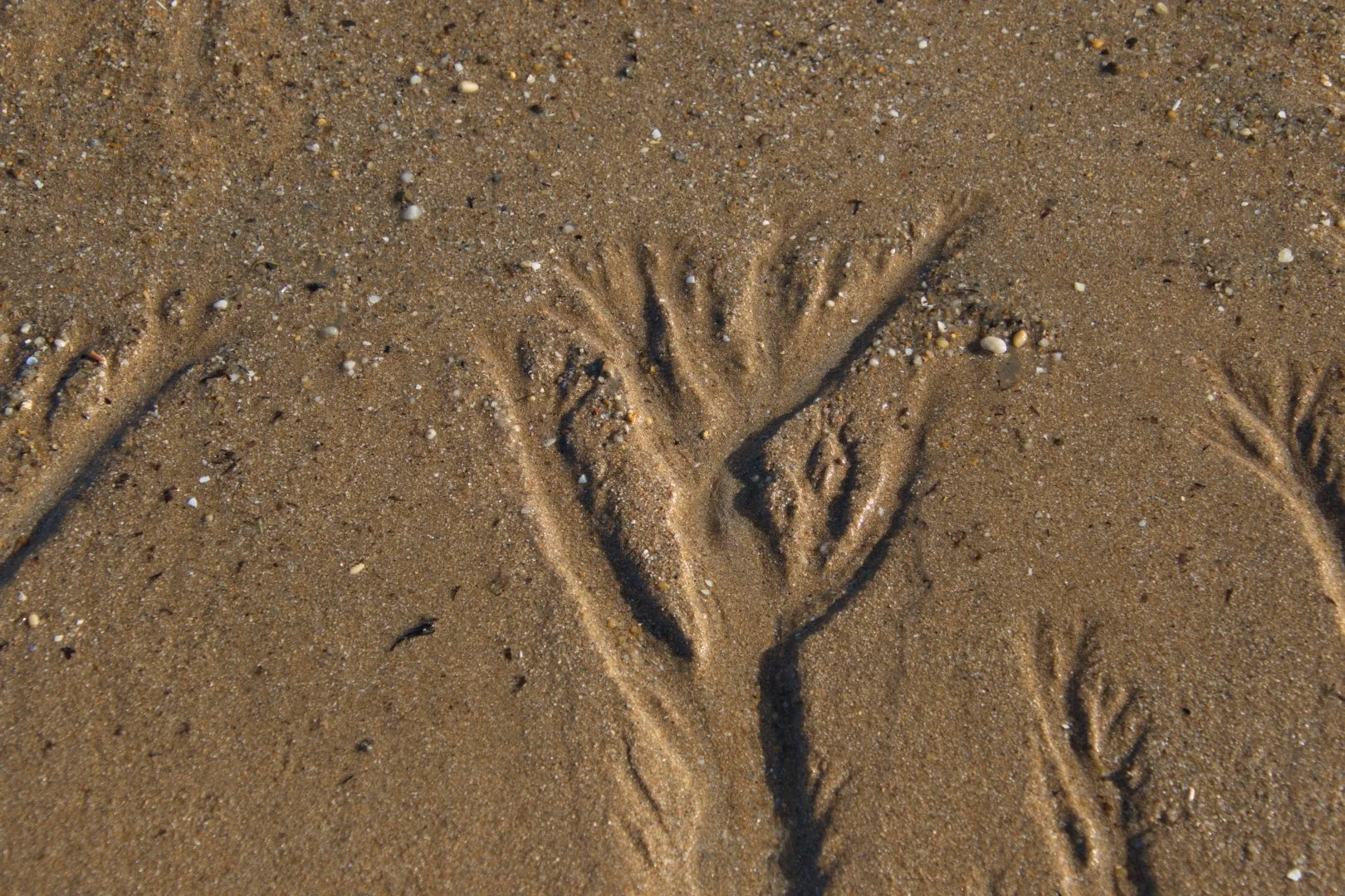 Quand-la-mer-dessine-sur-le-sable.jpg