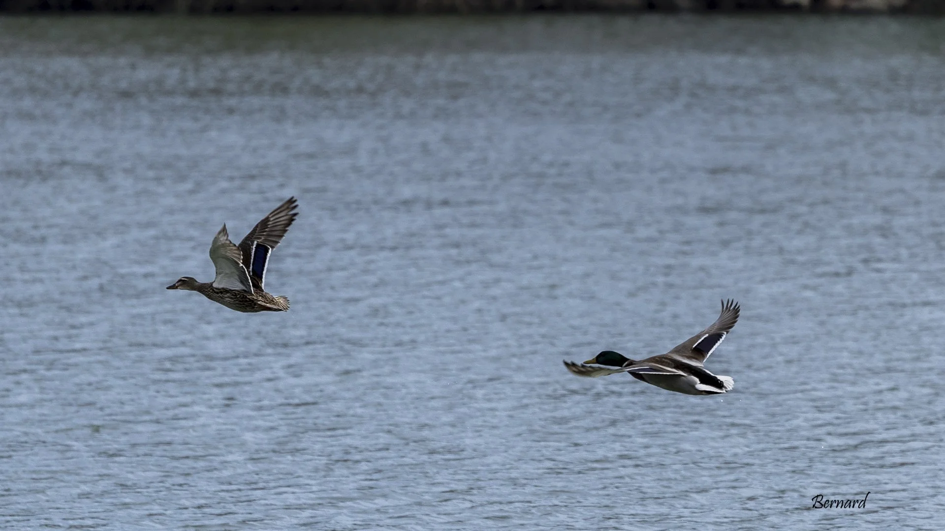 BA-08-Sortie-lac-Jeudi-cafe-10-Colverts-en-vol.jpg