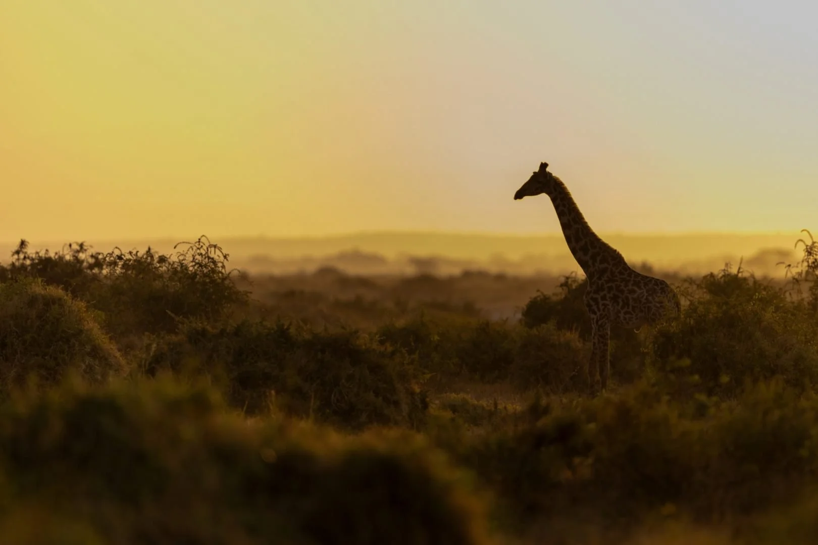 RG_1024_Girafe2.jpg