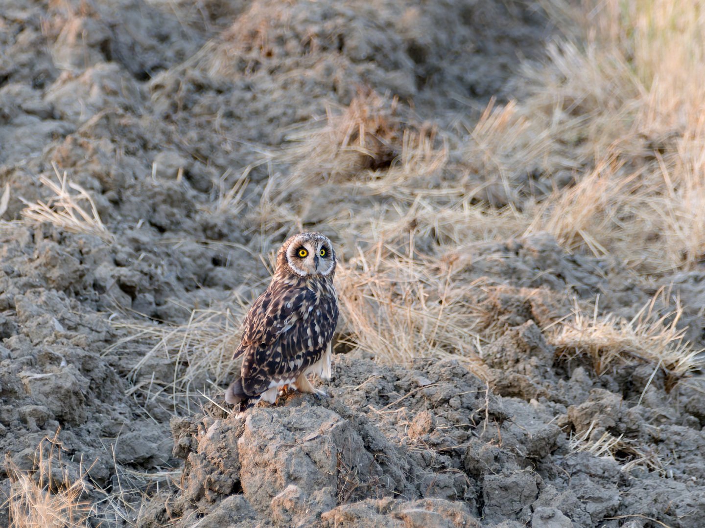 JV-ete-2025-Hibou-des-Marais-10.jpg