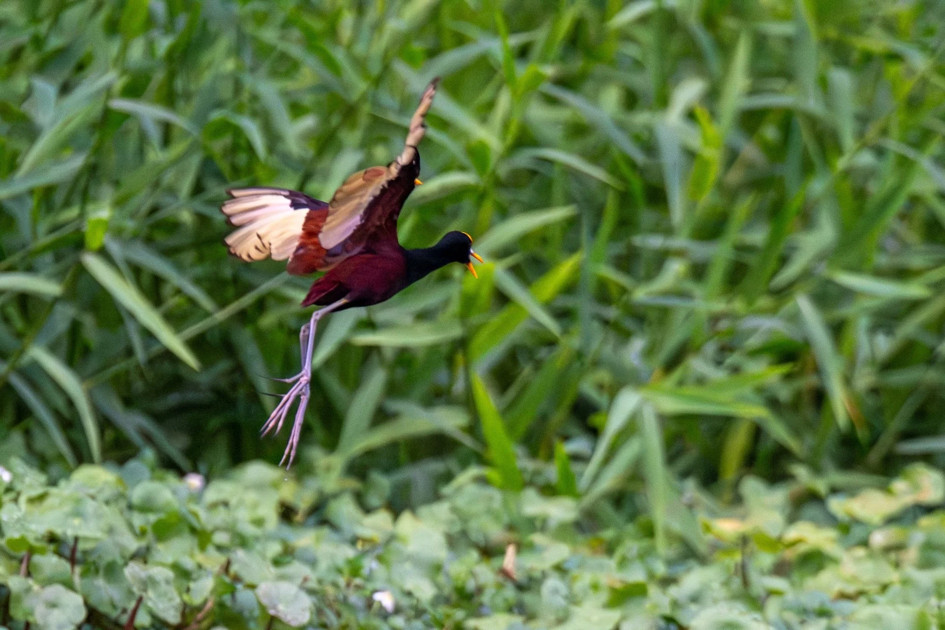 01-04-HM34 Norhern Jacana DSC_9014.jpg