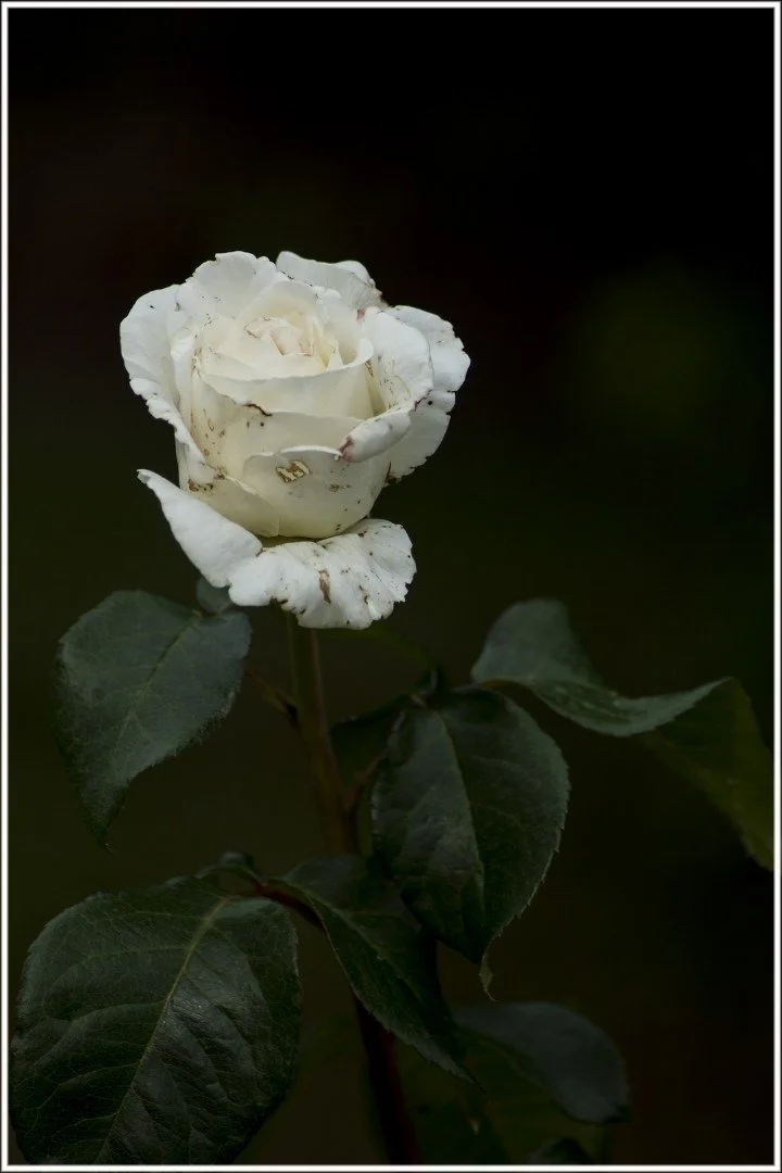 Roses-5.jpg