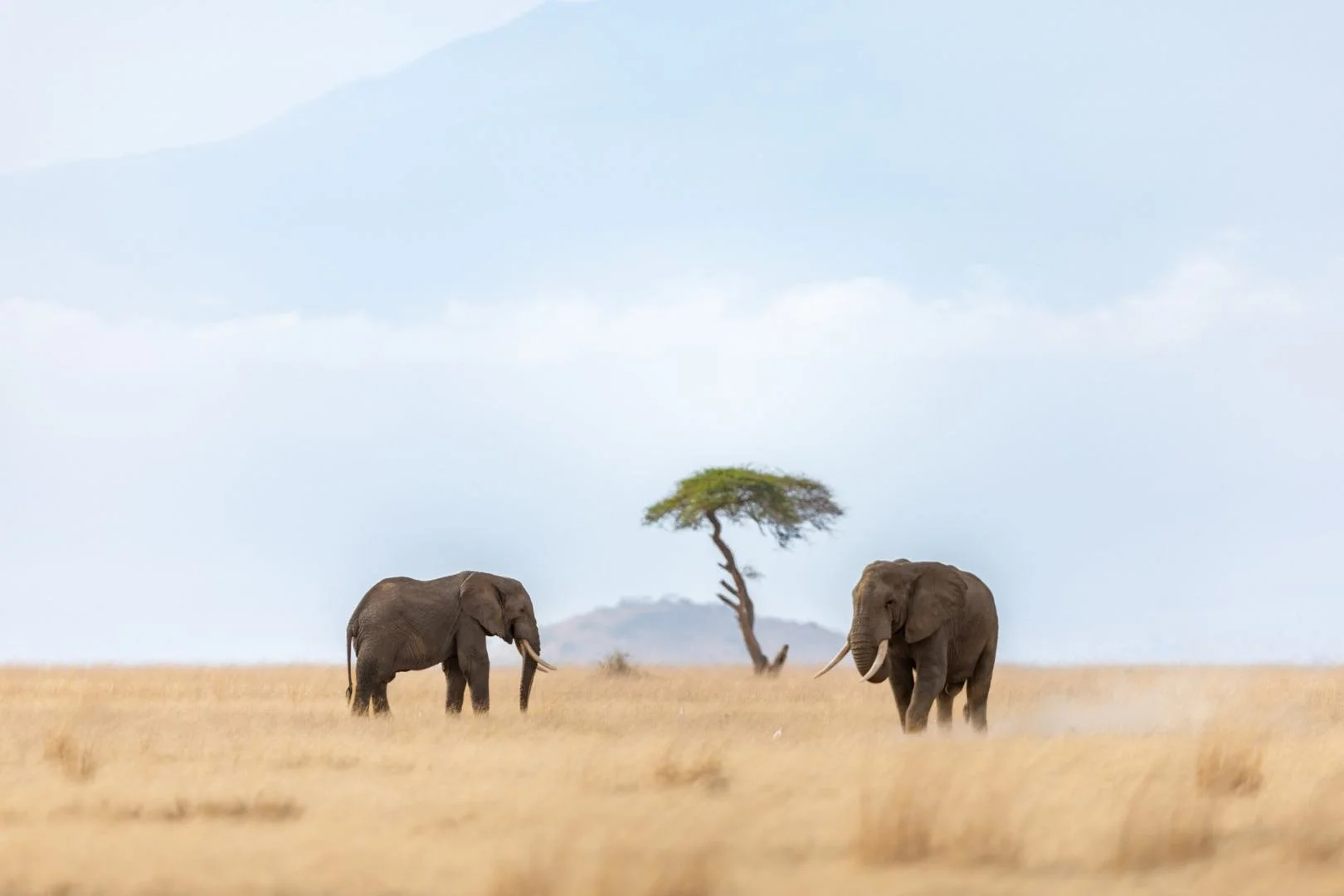 RG_1024_Elephant3.jpg
