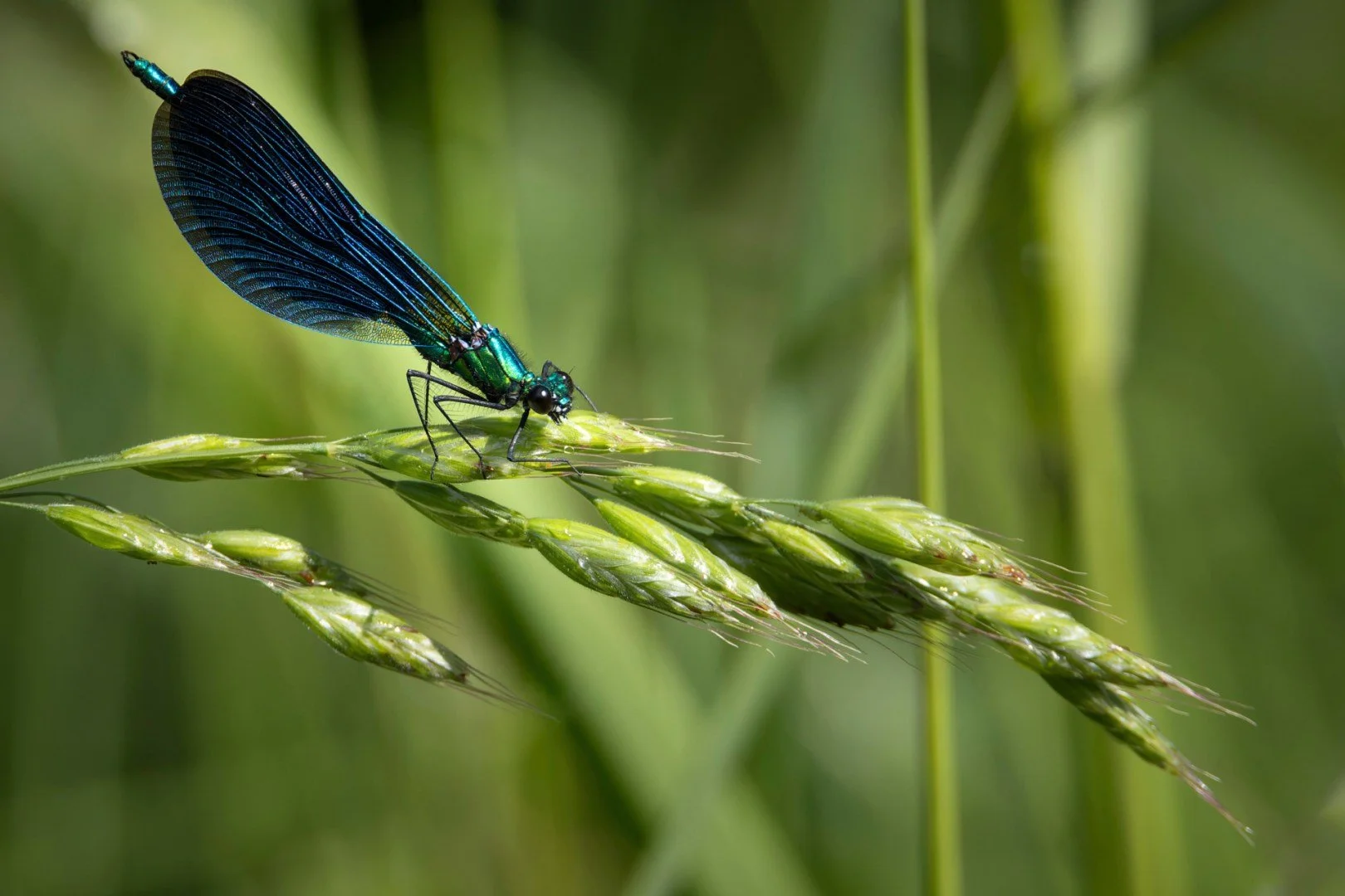 PF-0624-Colopteryx.jpg
