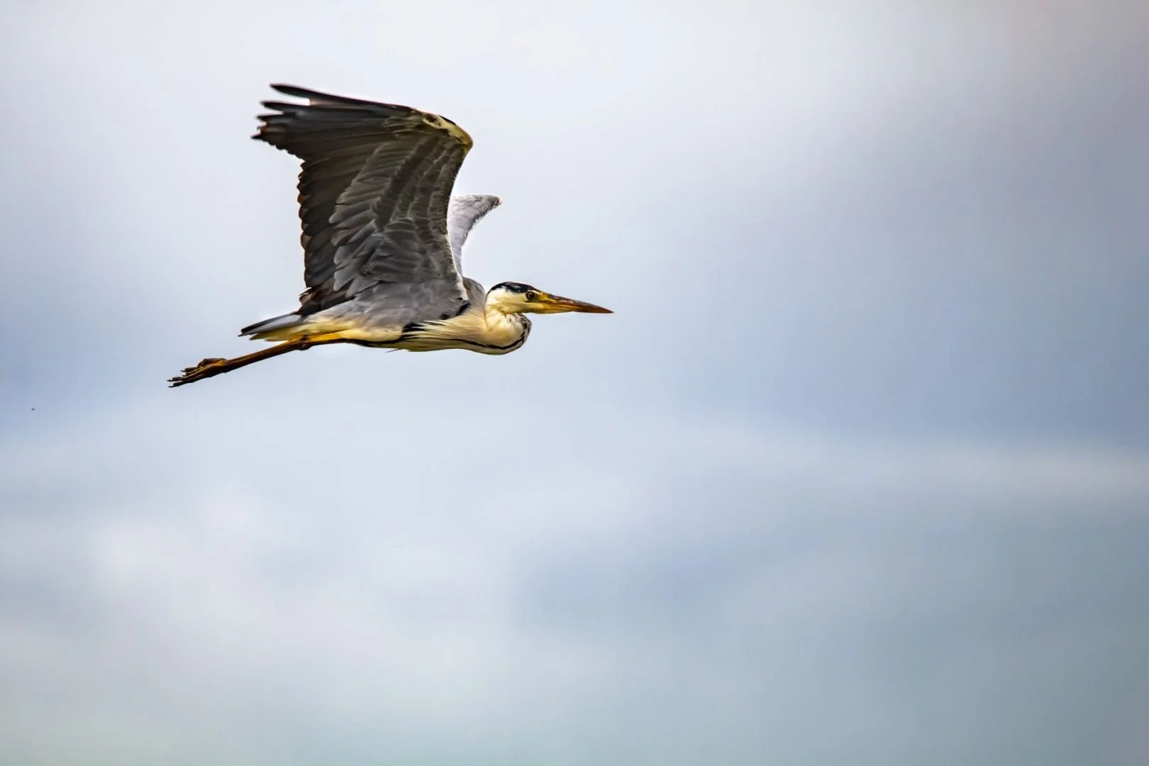 Le-Heron.jpg