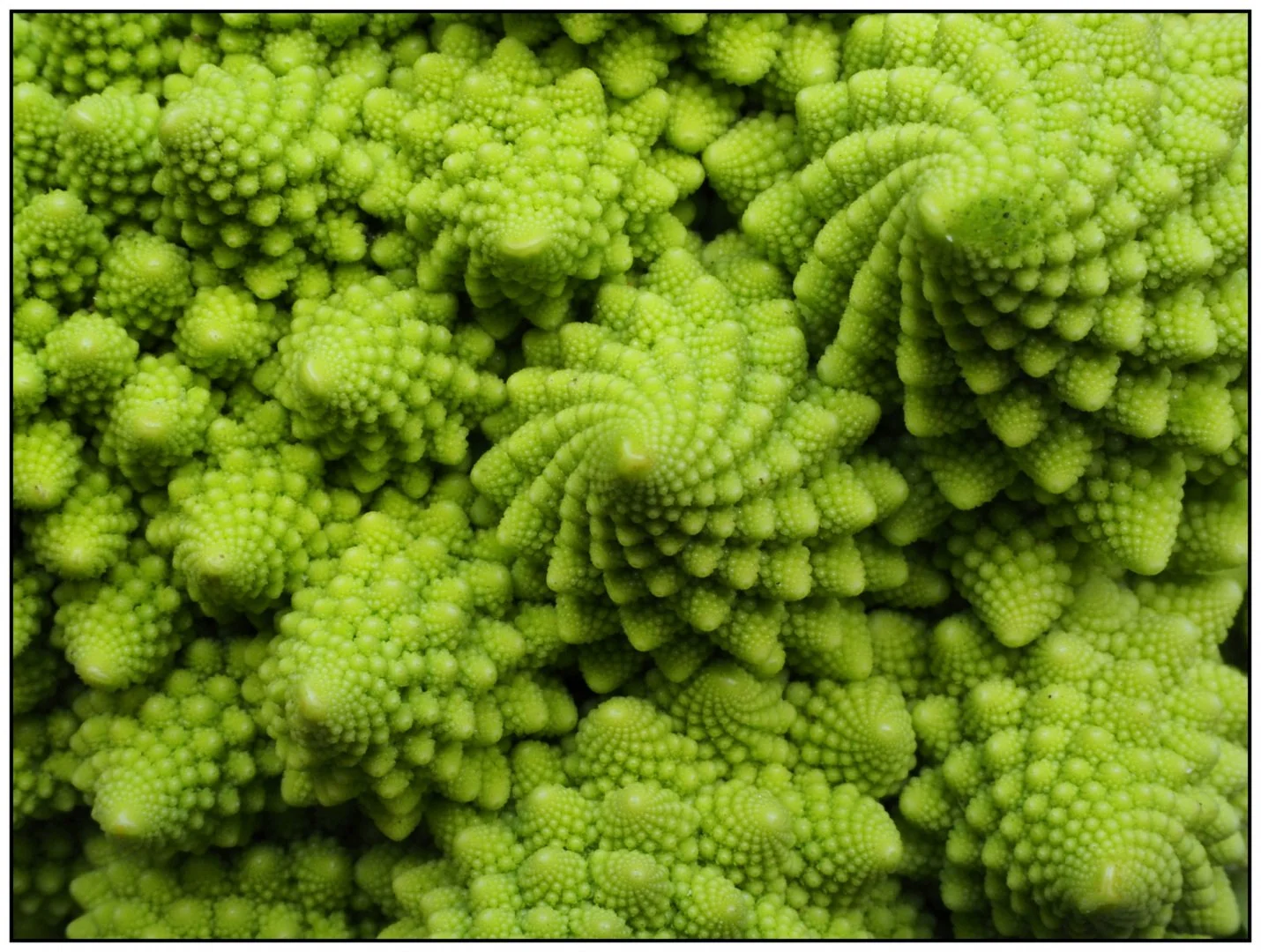 Fractales-Romanesco.jpg