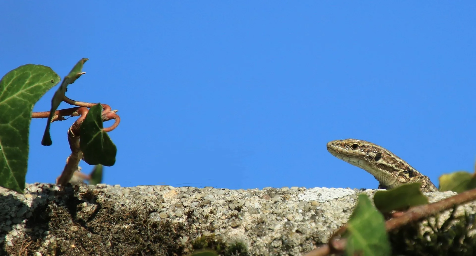 Lézard-ou-dinosaure.jpg