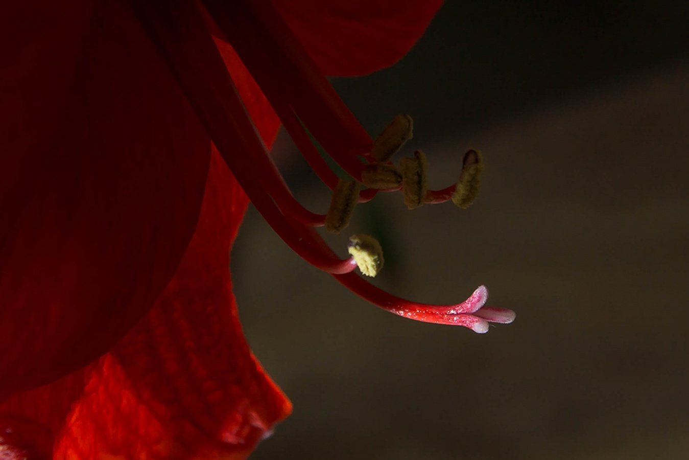 Pistil-lumineux.jpg