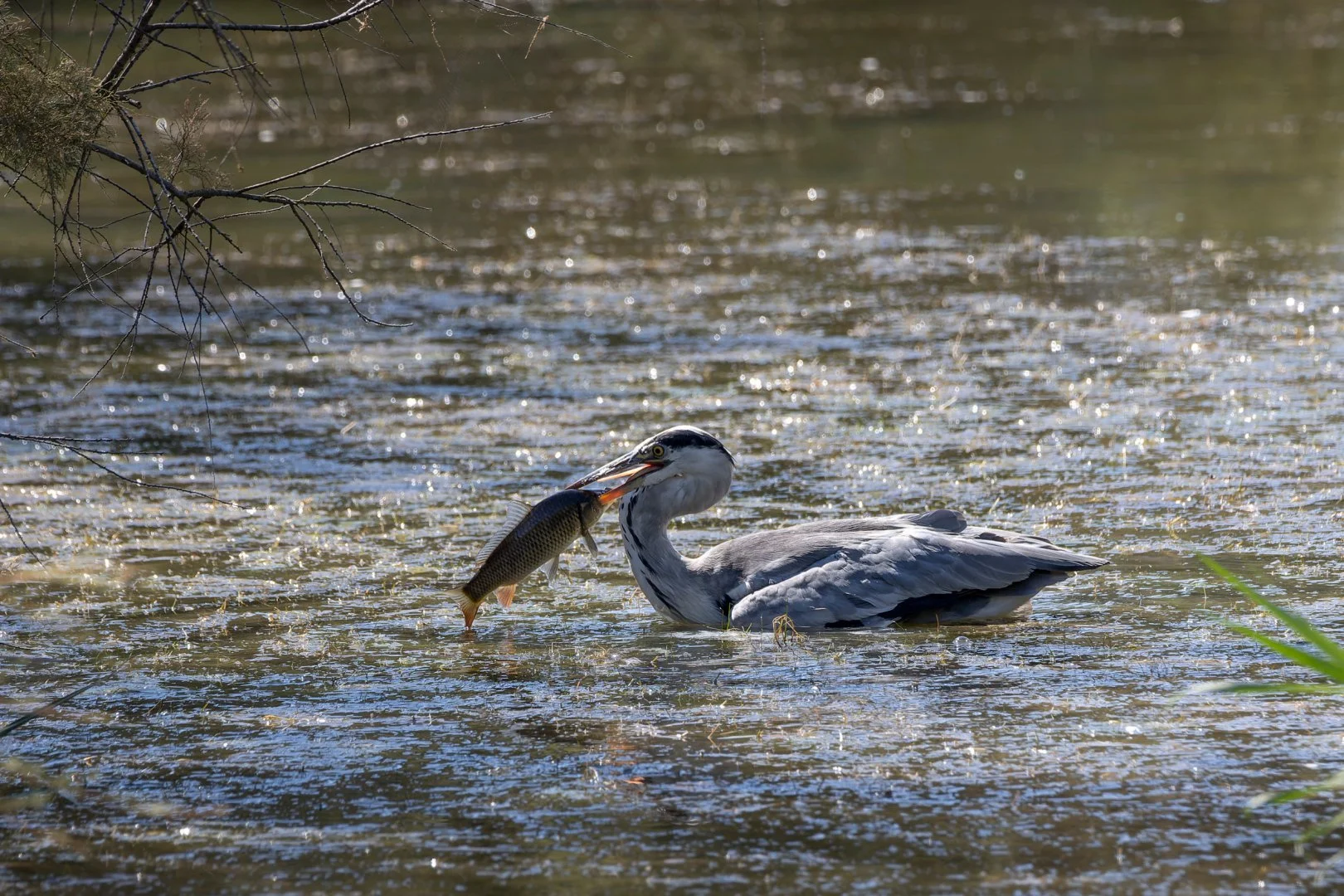08-25-PF-Camargue_16.jpg