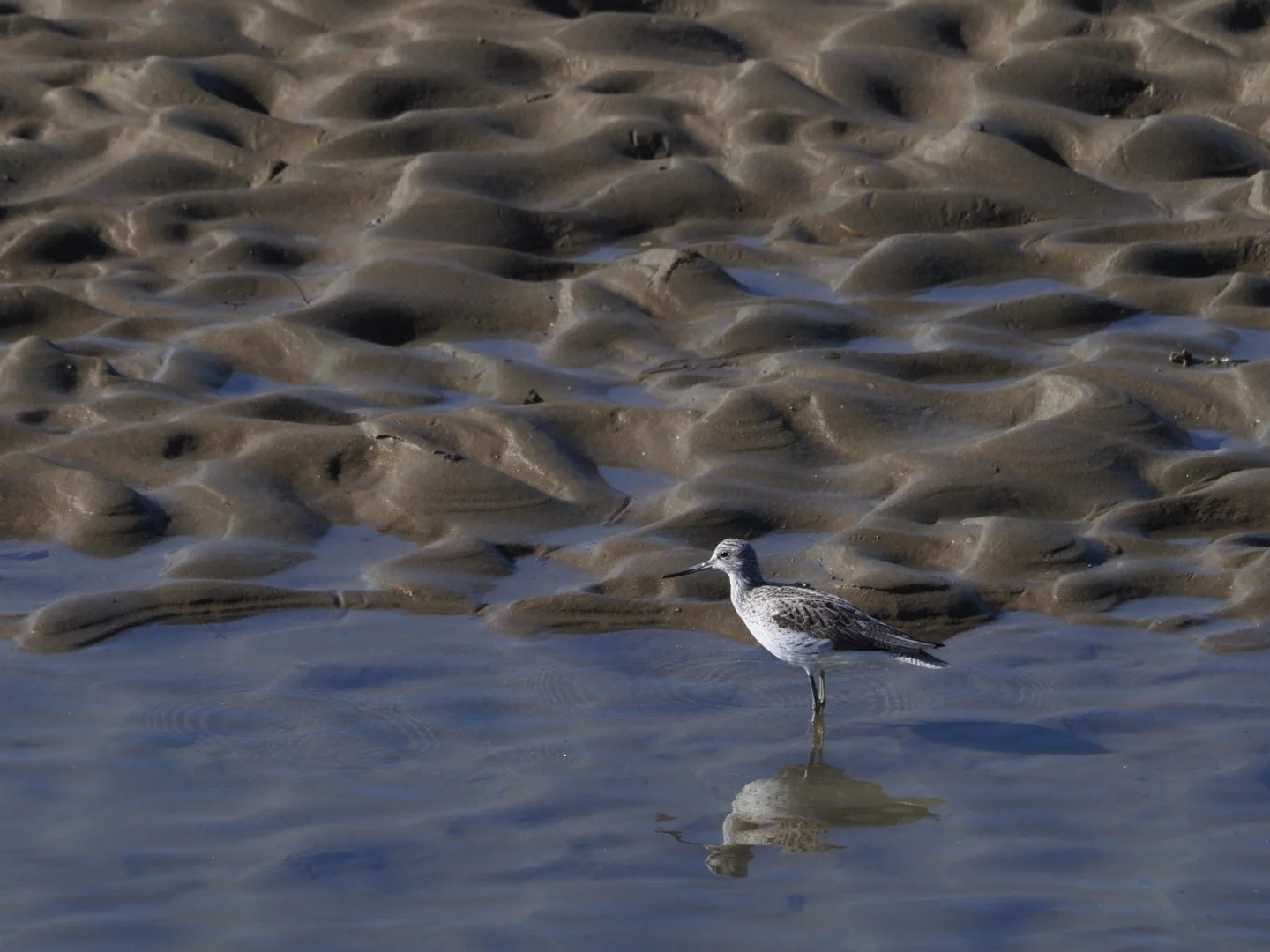 JV-Noirmoutier-2023P4040070.jpg-1-13.jpg