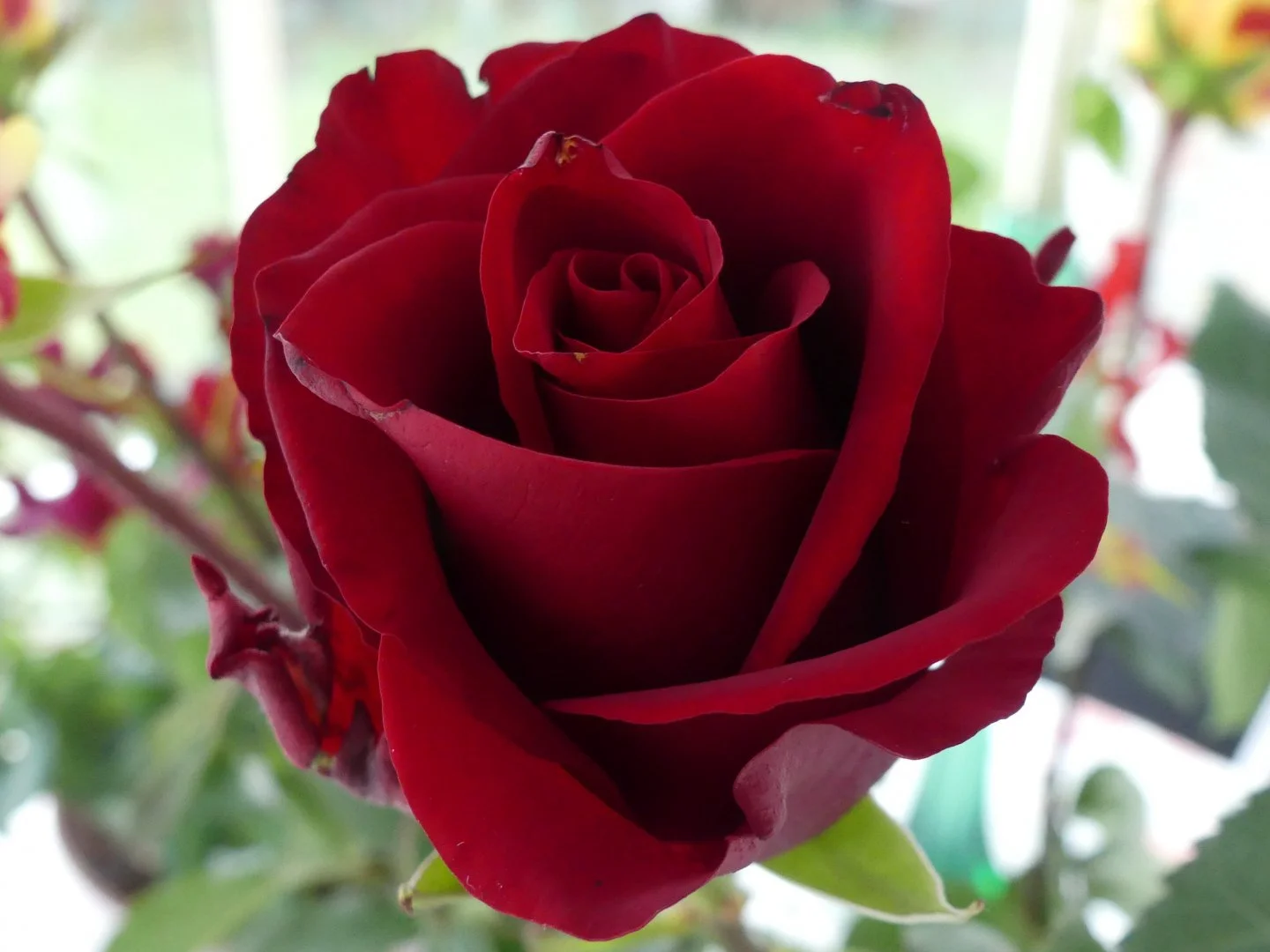 Rose-du-Confinement.jpg