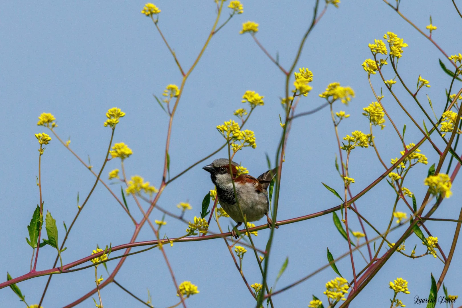 LD-05-25-Moineau-domestique-male.jpg