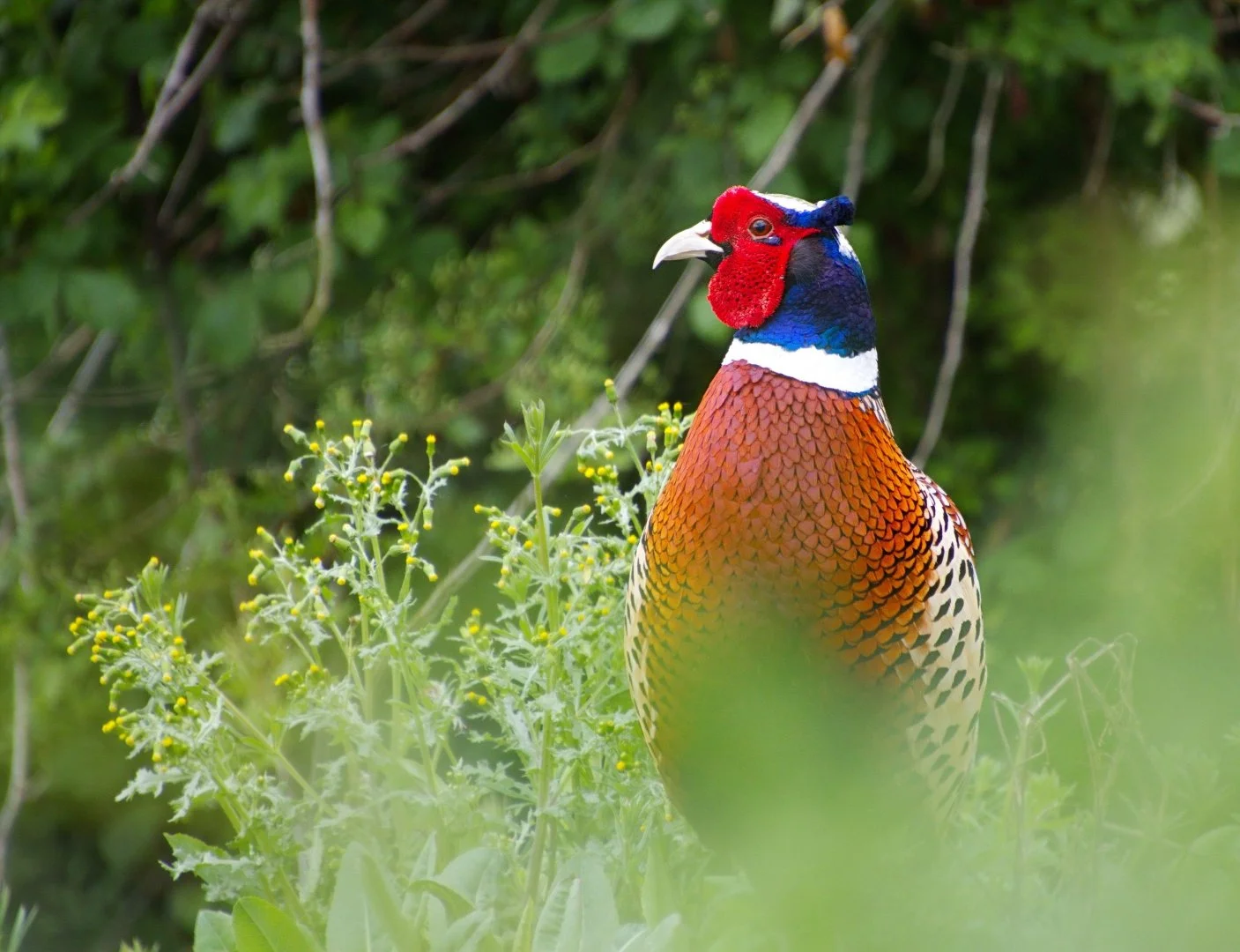 Coq-faisan.jpg