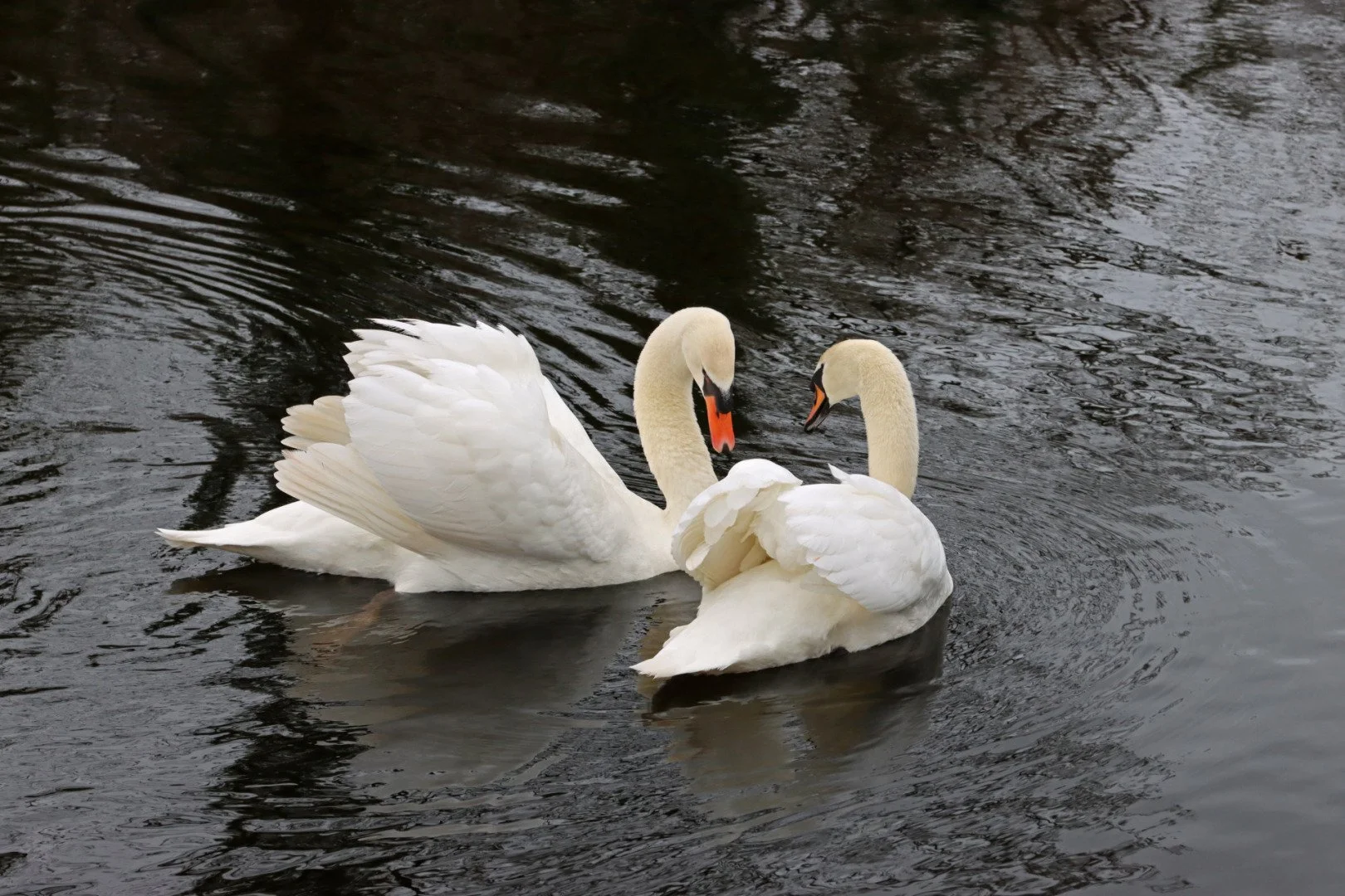 LD-2-03-22-800iso-1-250-6.3-70mm-cygnes_1.jpg