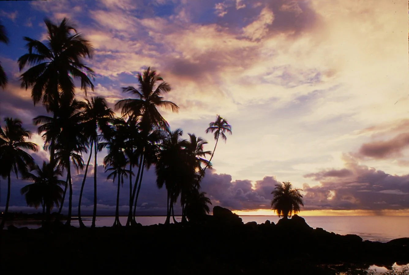 Palmiers-dans-le-crépuscule.jpg