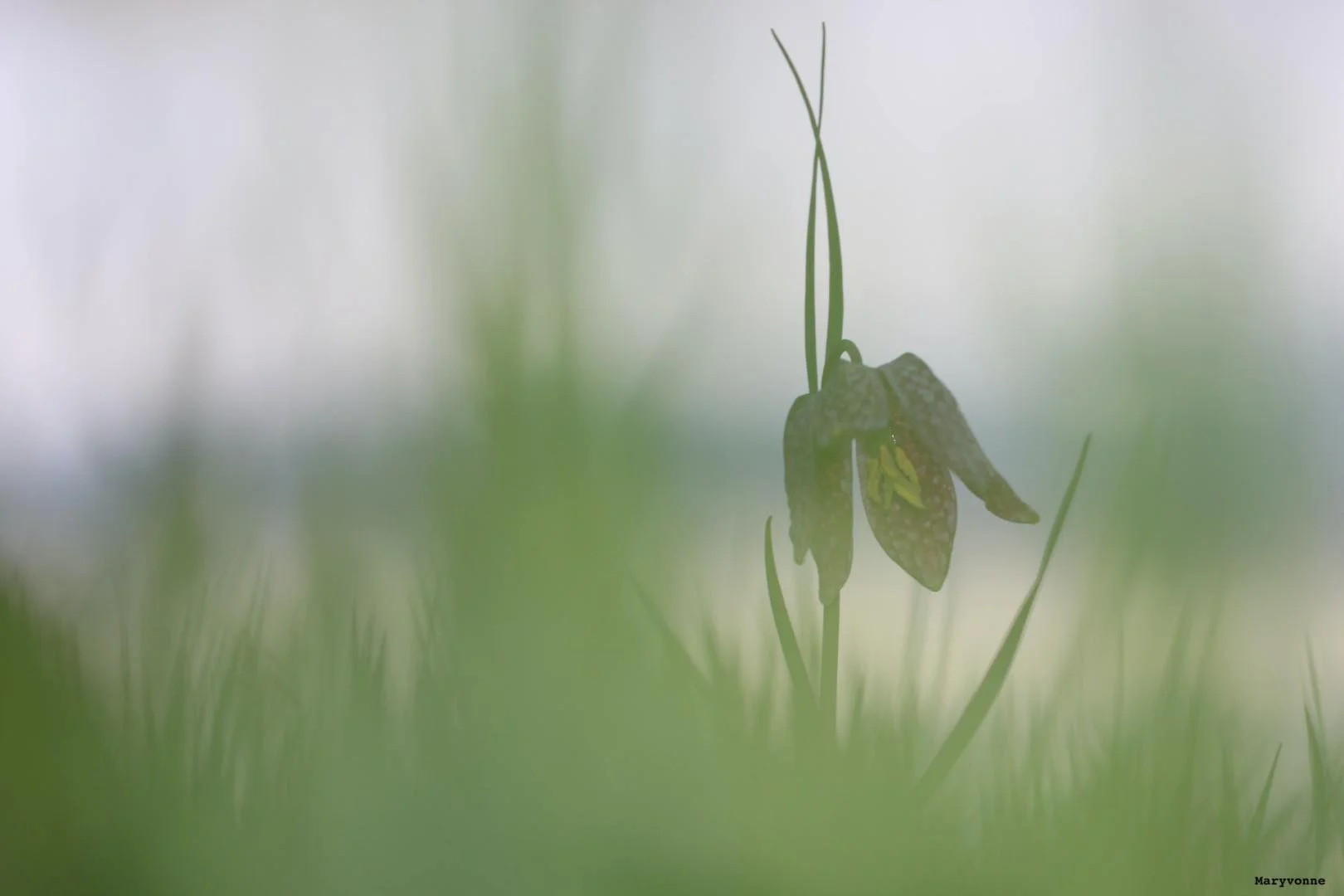 Fritillaires_avril_2021_44.jpg