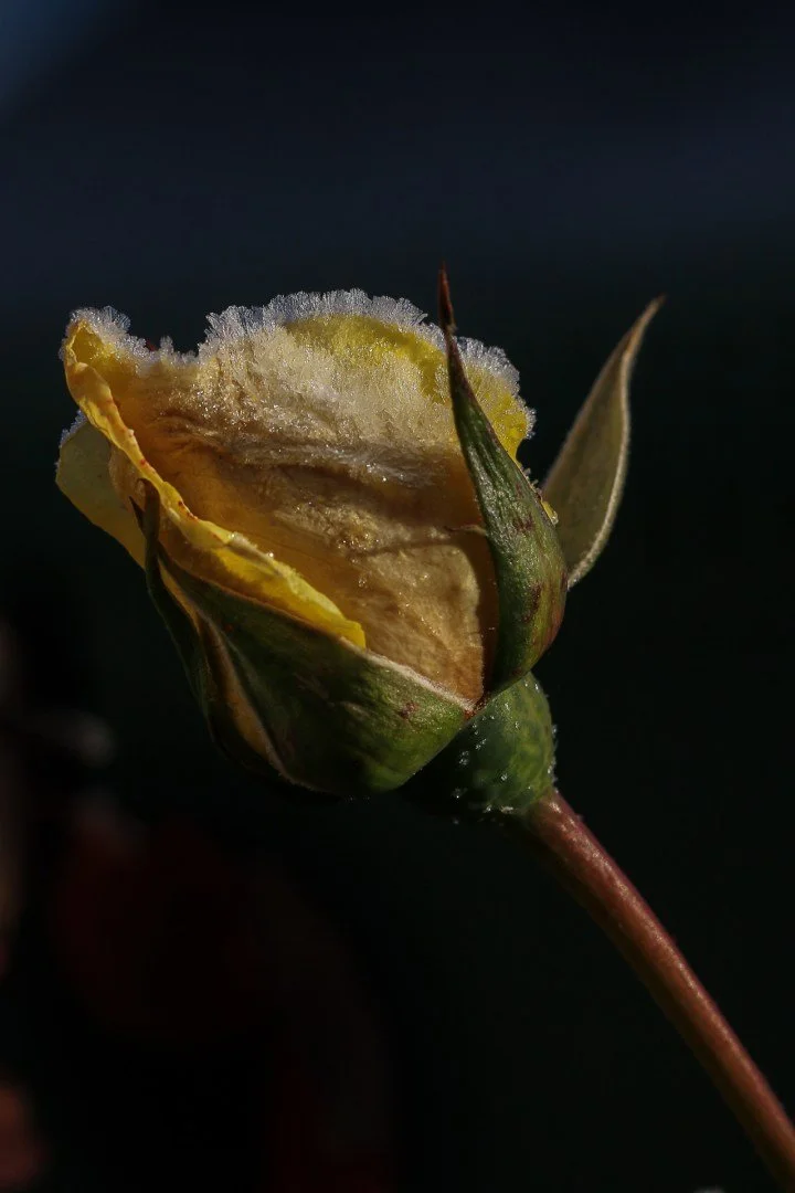 Rose-givree.jpg