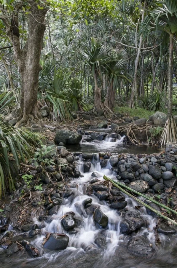 Dans-la-jungle-terrible-jungle....jpg