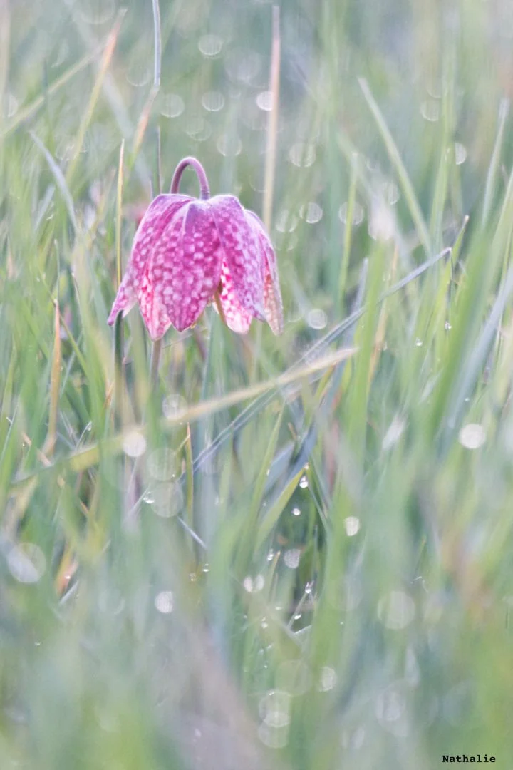 Fritillaires_avril_2021_38.jpg