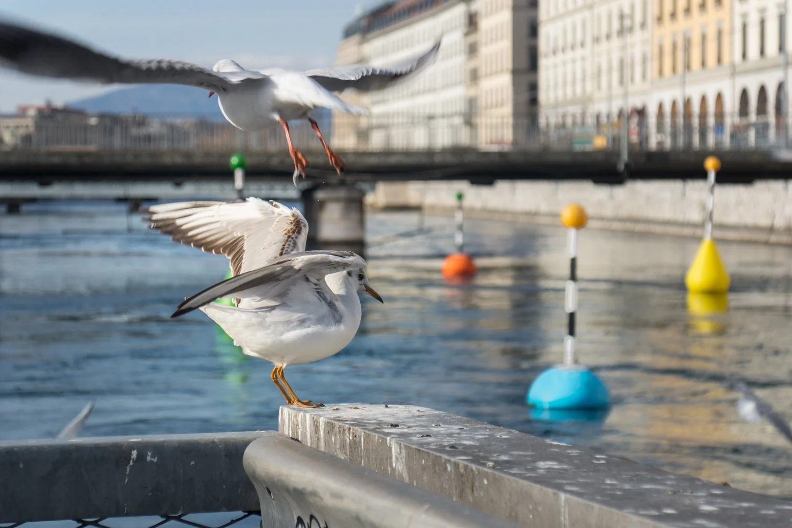Sur-le-lac-Léman.jpg
