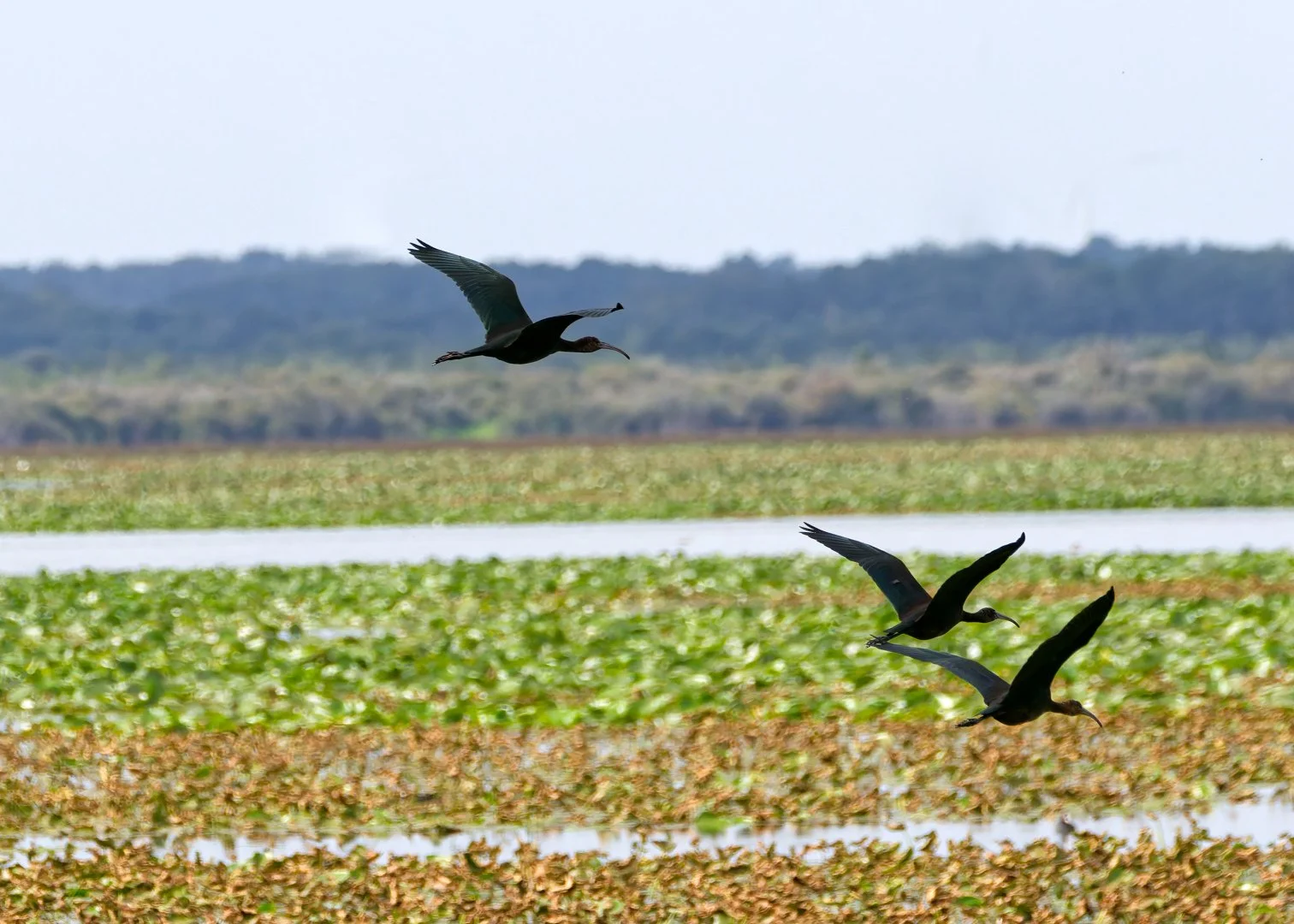 JV-OCT-2025Ibis-Falcinelle-Lac-de-Grand-Lieu-.jpg