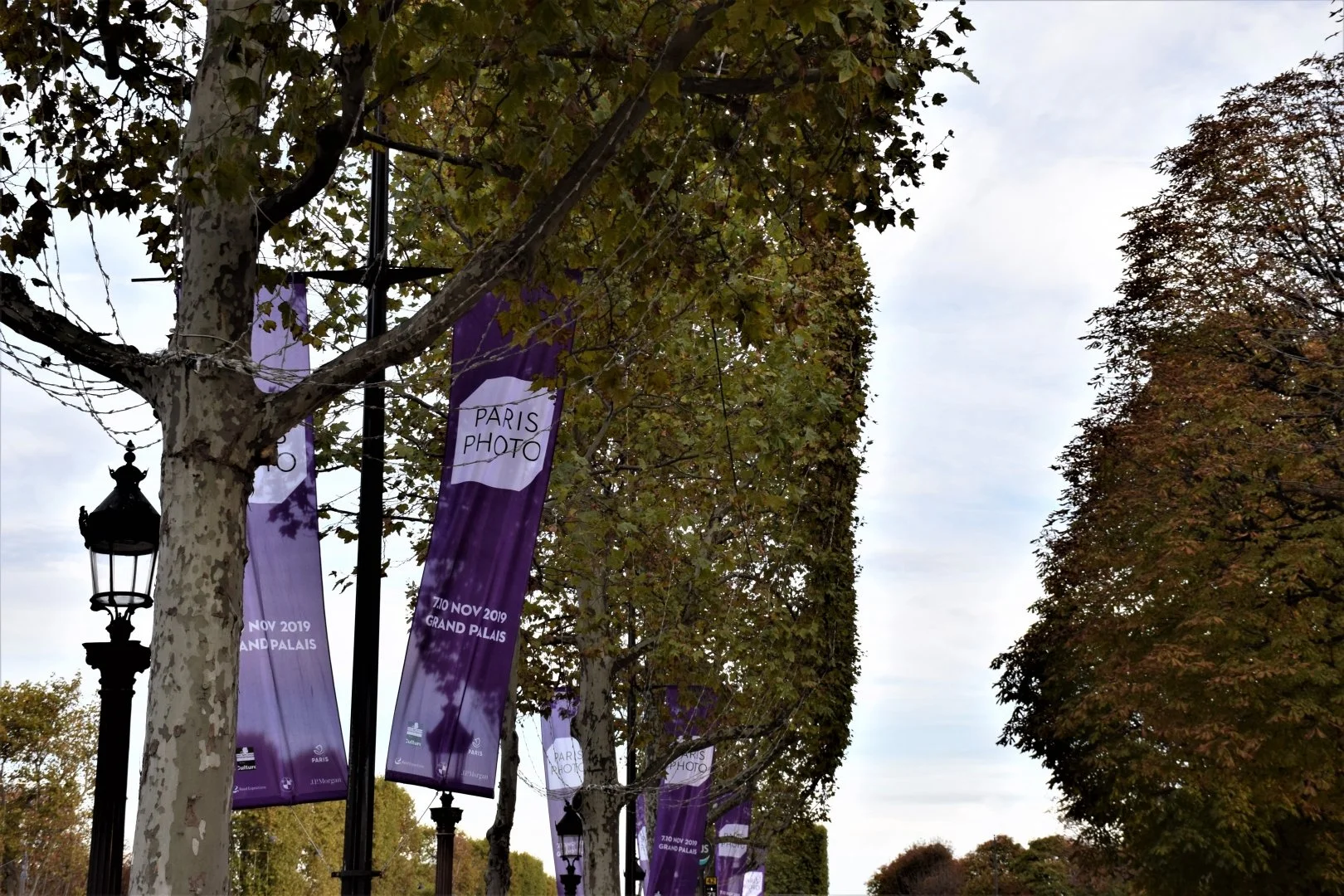 Sous-bois-en-ville.JPG