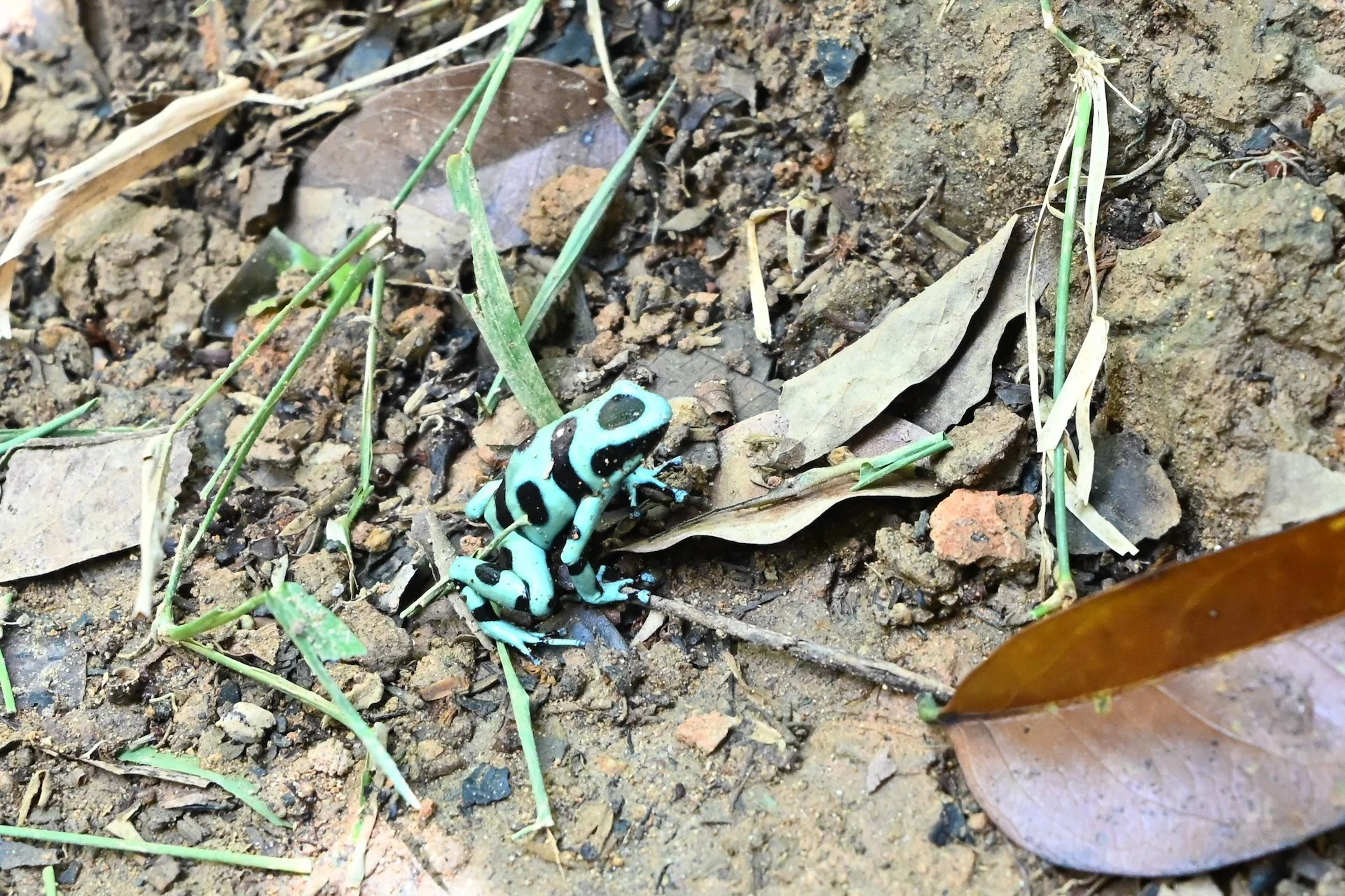 01-05-HM69 Grenouille venimeuse noir-vert DSC_0548.jpg