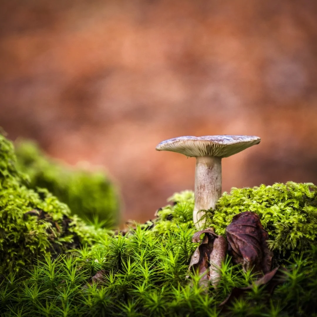 Paysage-forestier.jpg
