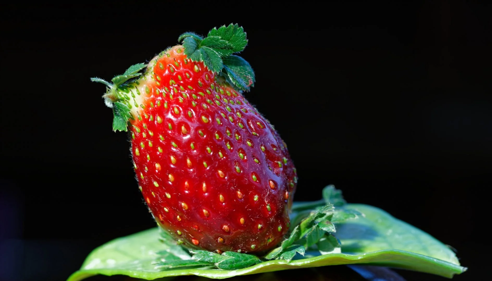Fraise-Couettes.jpg