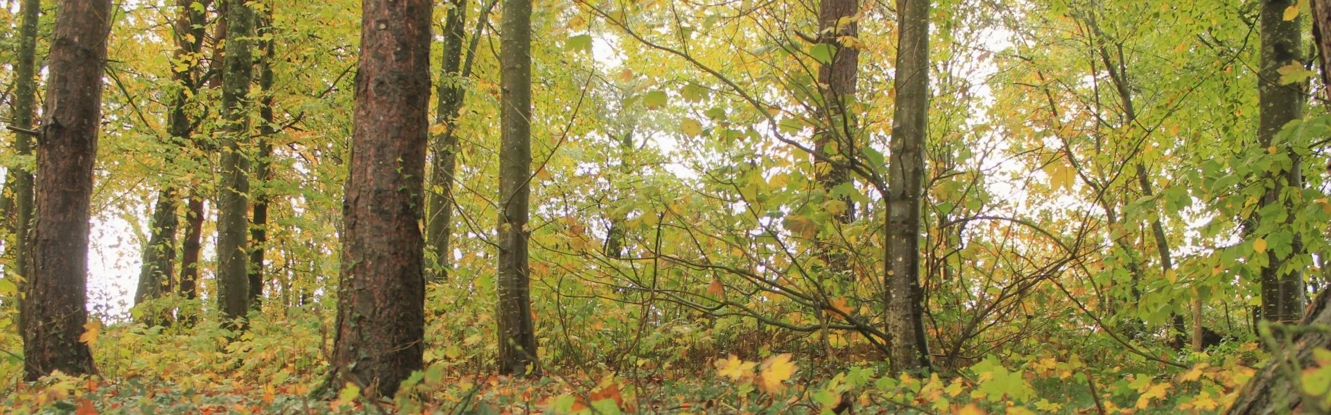 Sous-bois-02.jpg