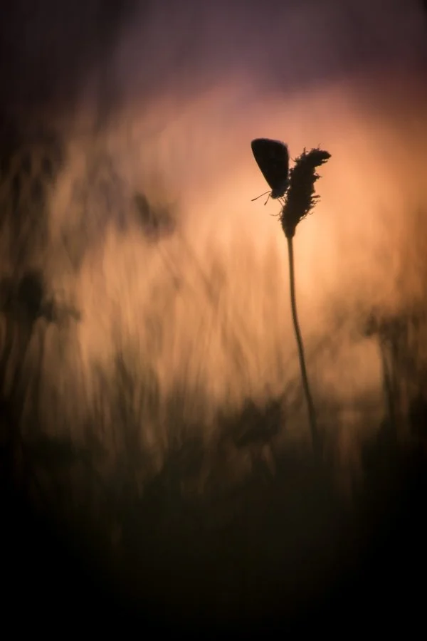ombres.jpg
