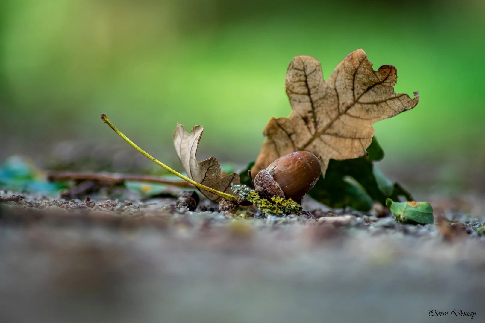 09-25-P-D-Nature-1.jpg