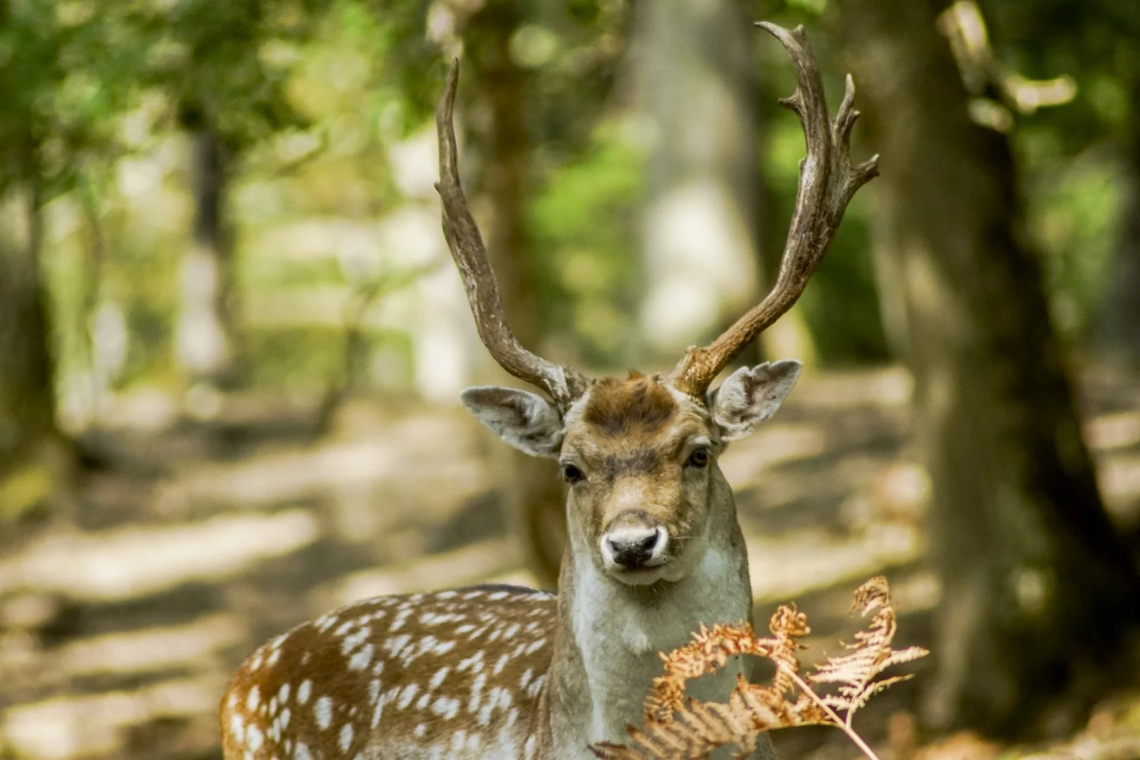 gr.animalier_octobre_2018-09.JPG