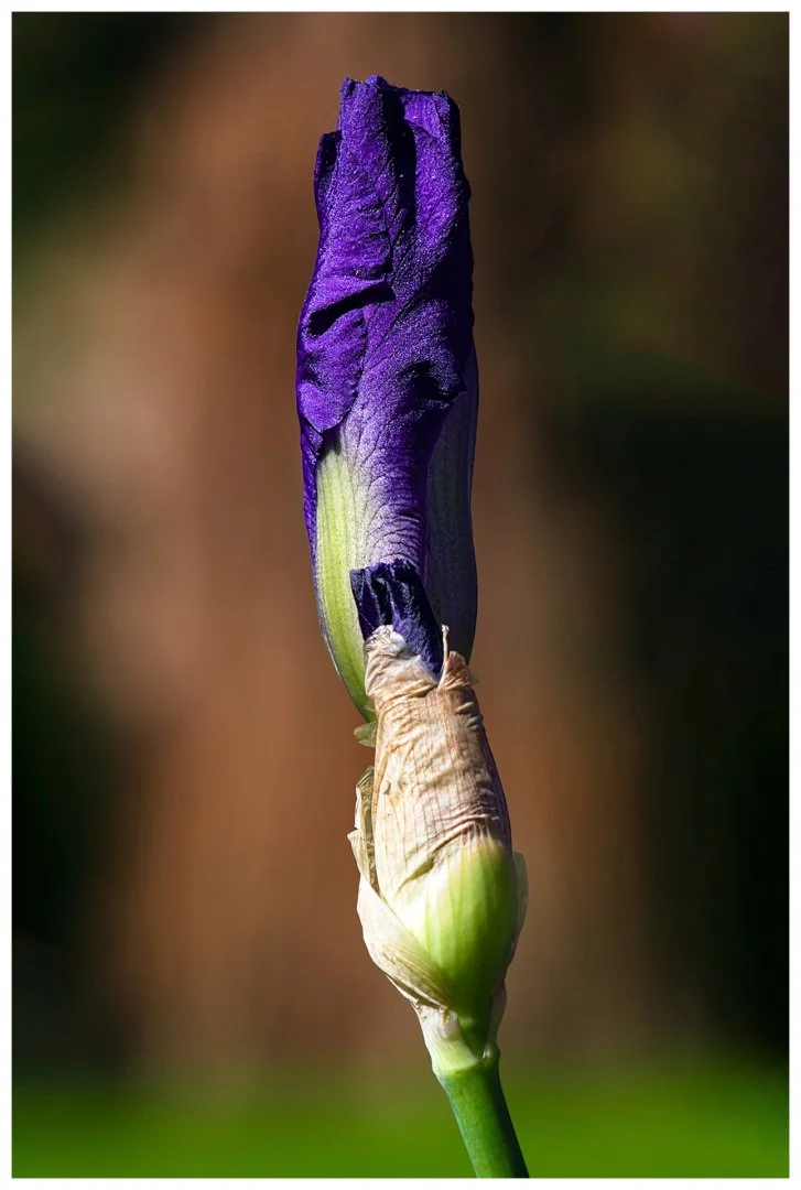 Iris.jpg