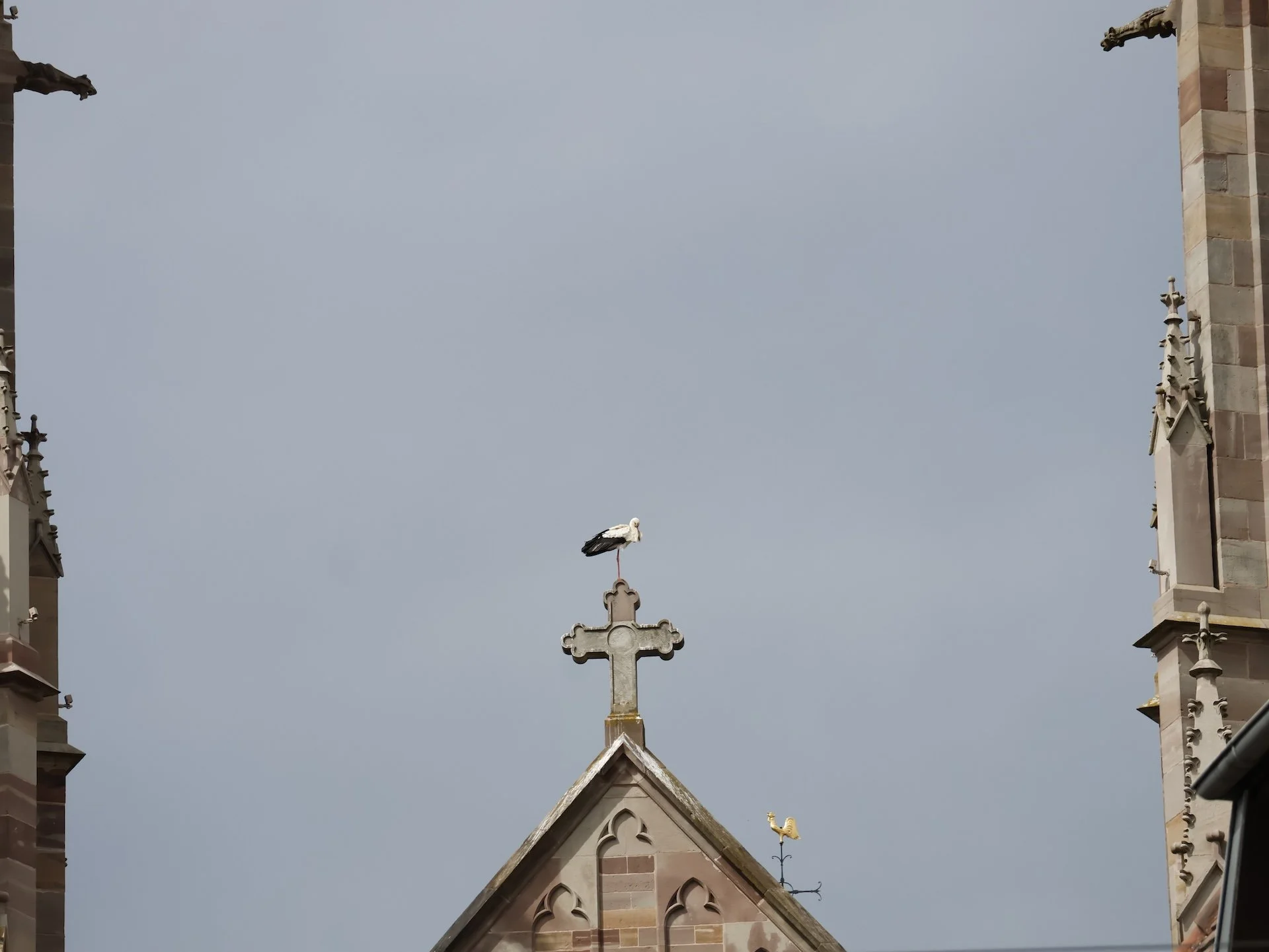 JP - Cigogne Alsace 1.JPG