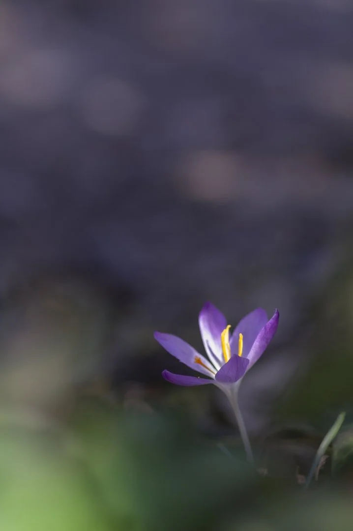 Le-printemps.jpg