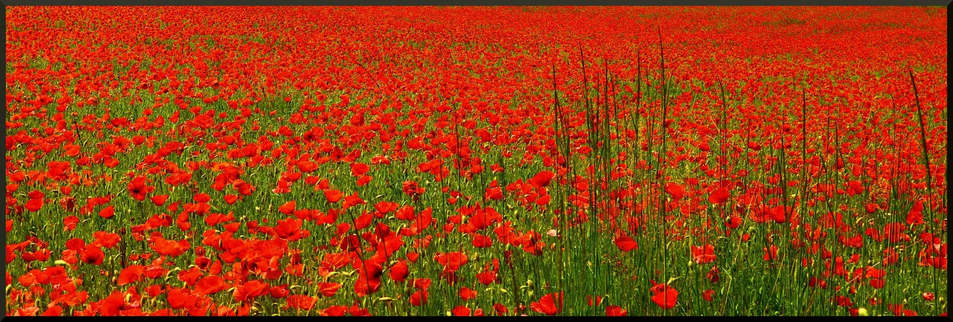 Coquelicots-A3B1C1.jpg