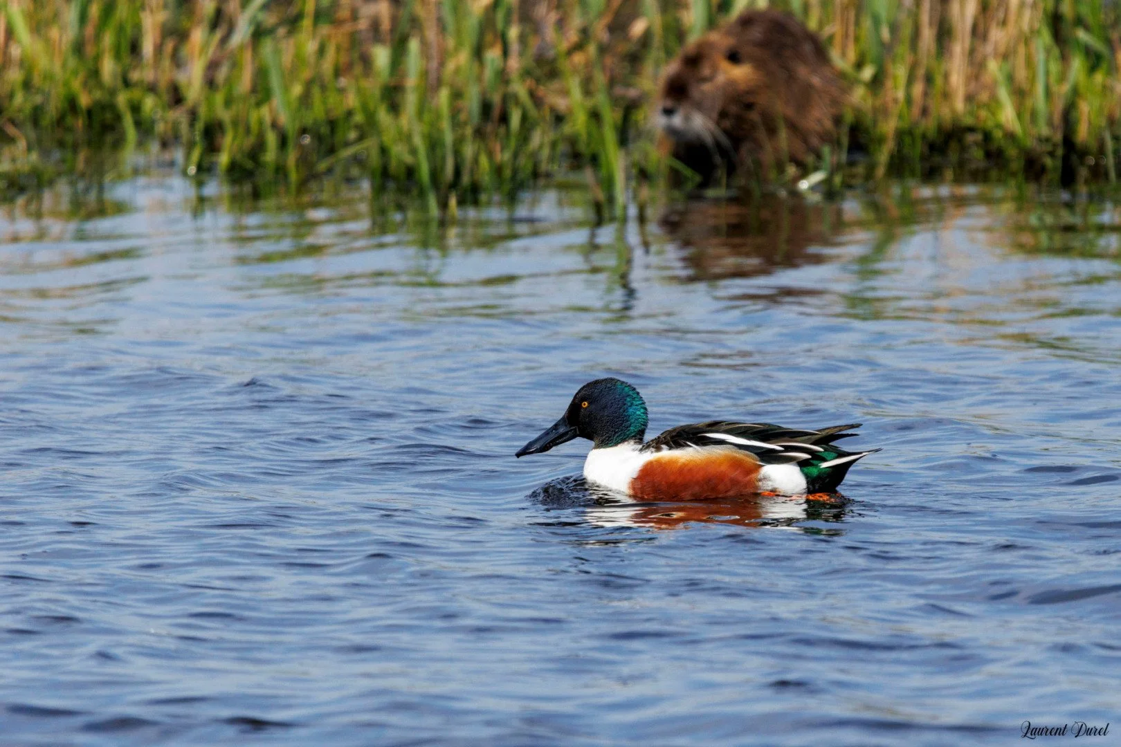 Canard-souchet-male-1S6A4030-jpeg.jpg