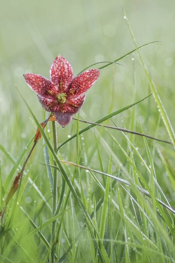 Fritillaires-2019-20.JPG