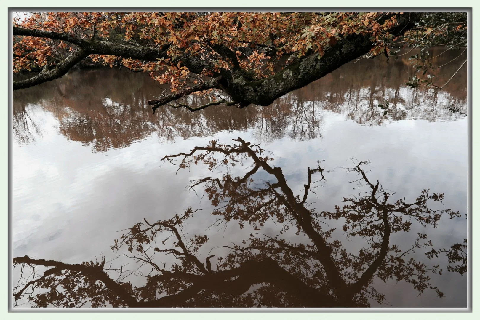 Reflet-des-branches-dun-arbre-dans-leau-du-lac.jpg