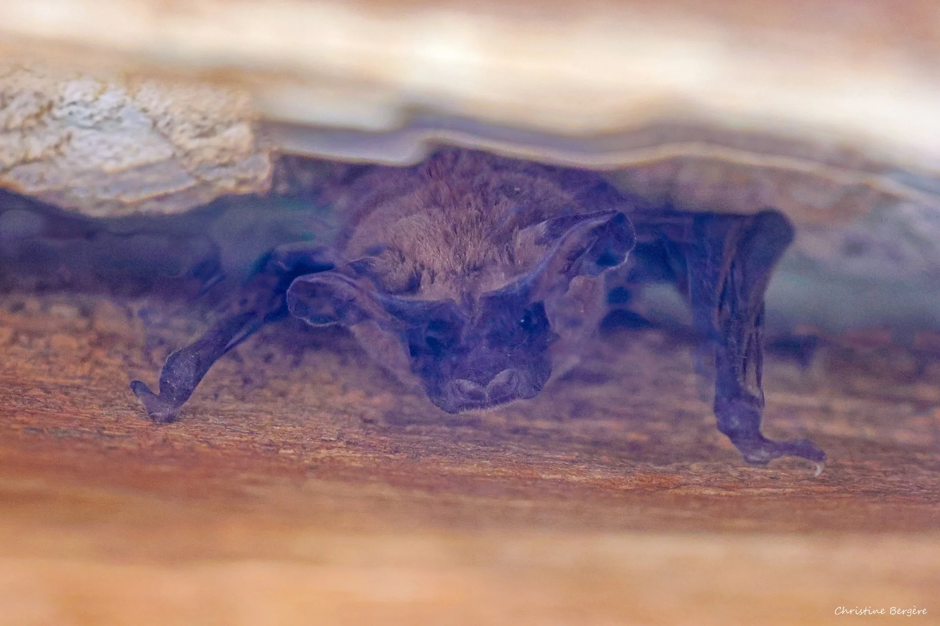 CB-0126-Chauve-souris.jpg