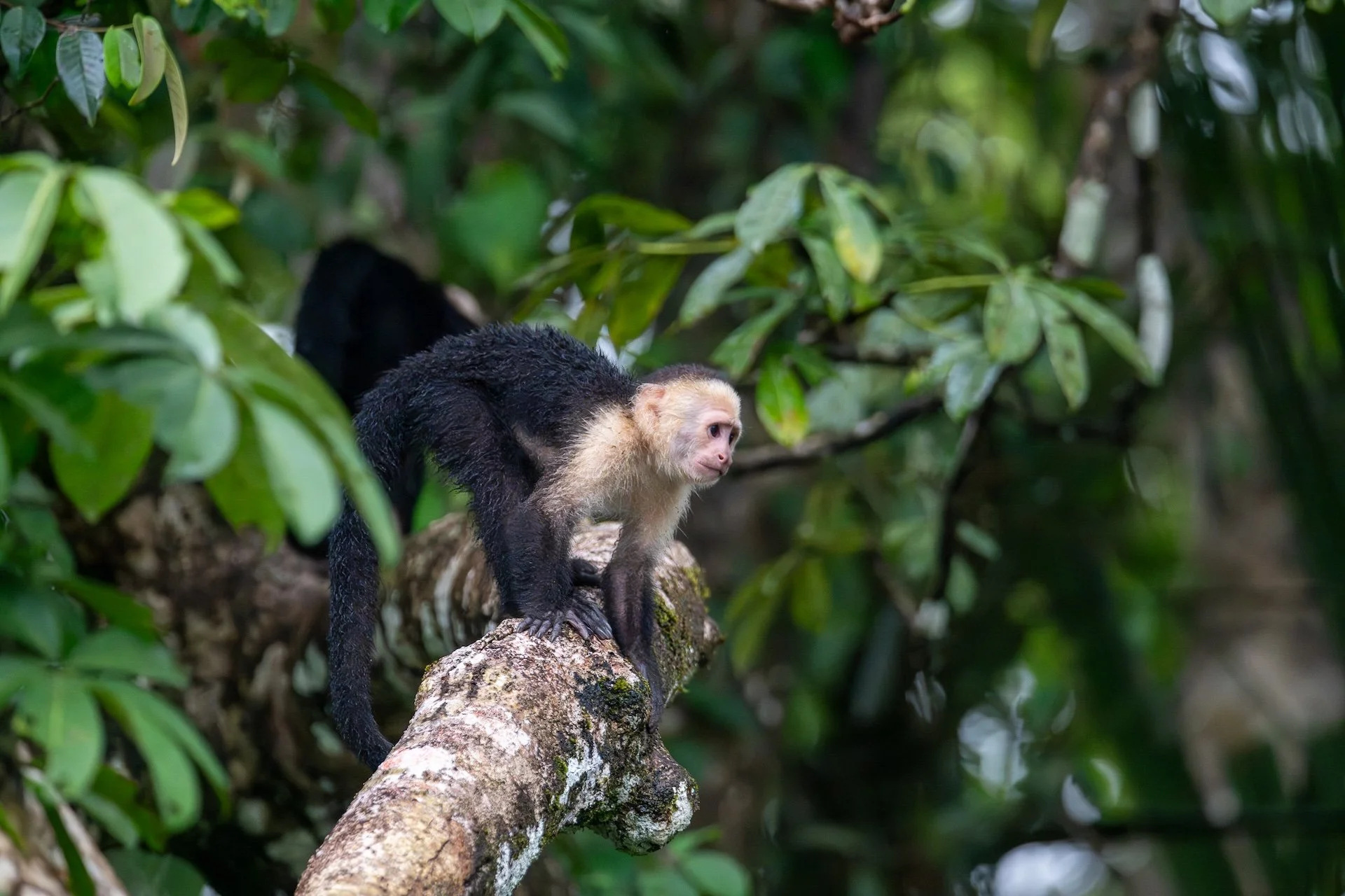01-04-HM32 Le singe capucin DSC_8948.jpg
