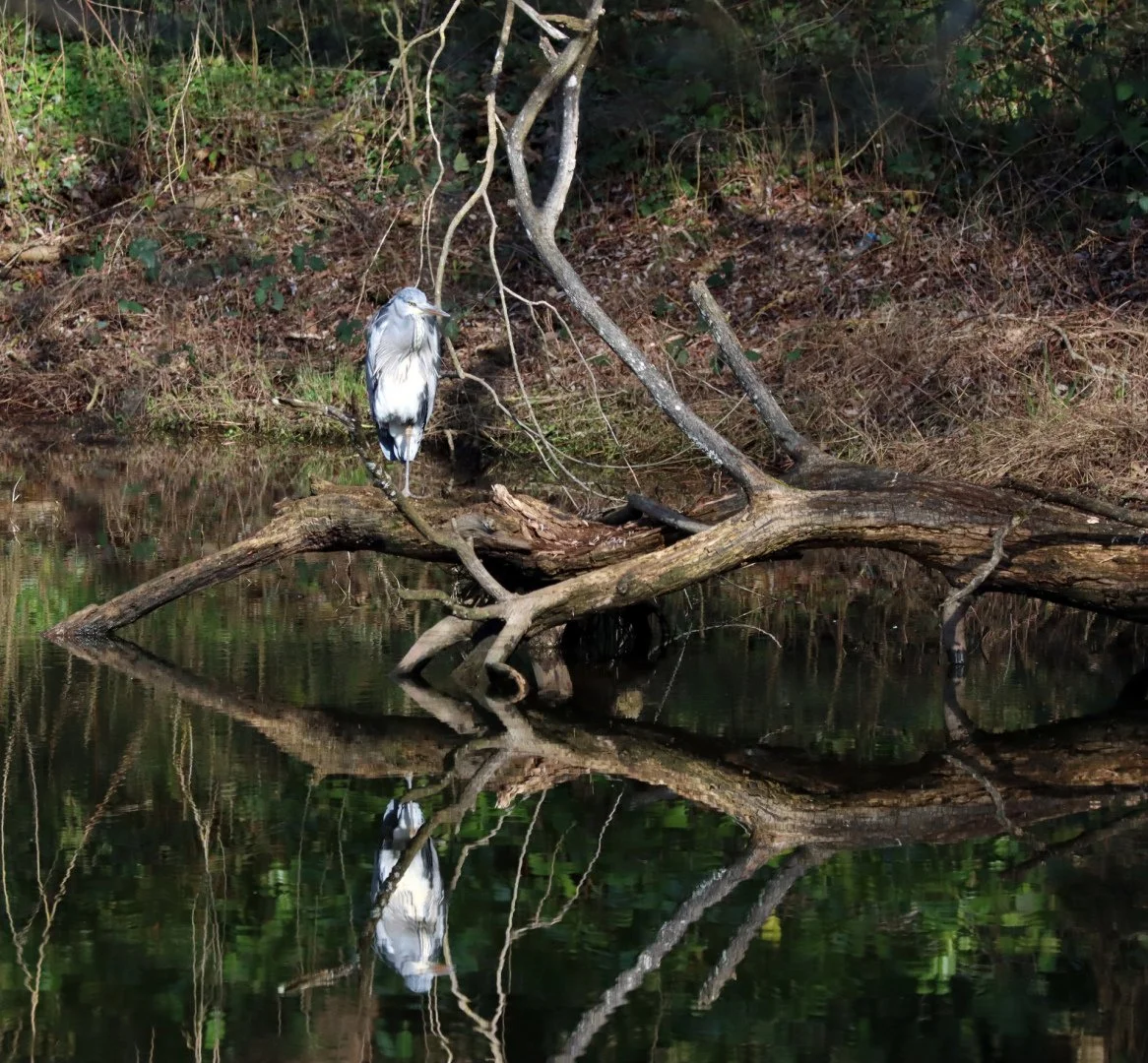 LD-7-03-22-1250iso-2000eme-6.3-313mm-Heron_1.jpg