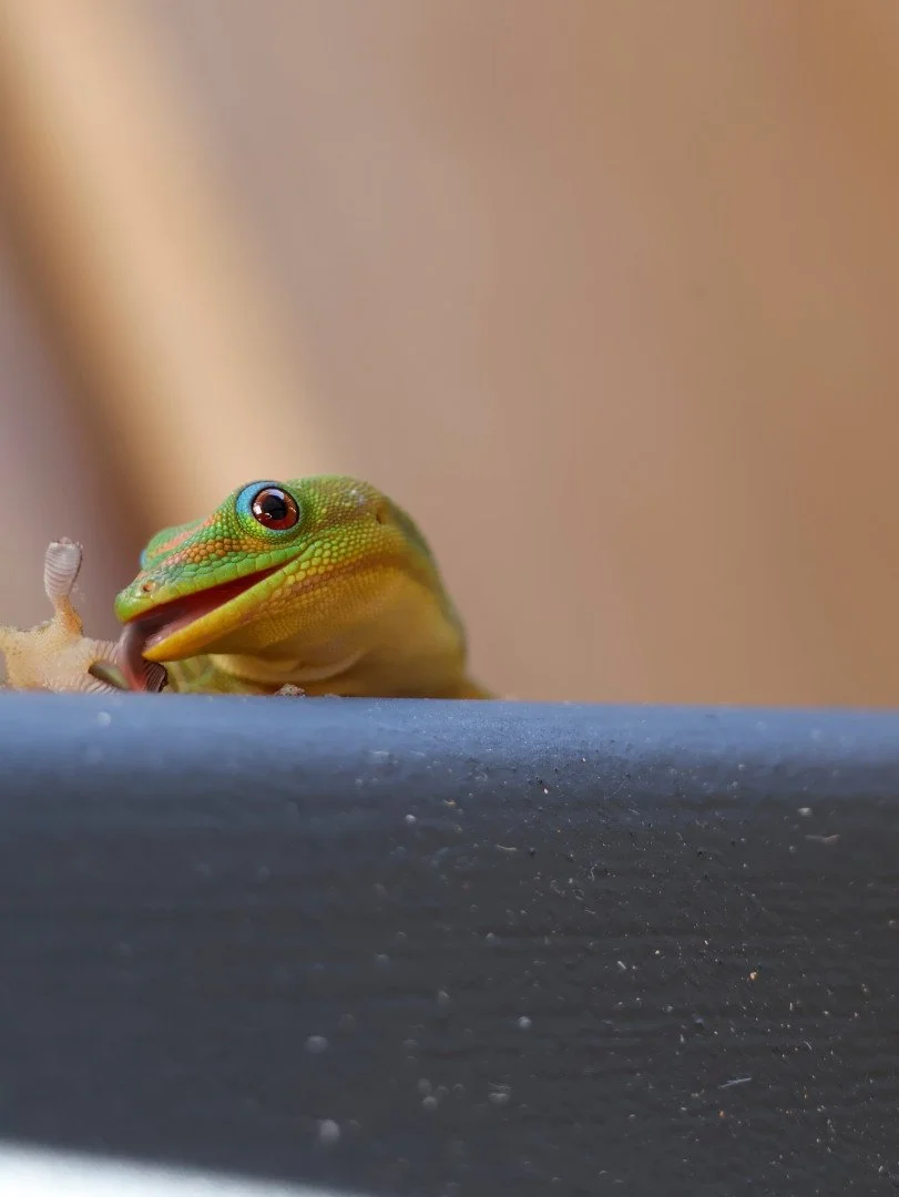 JP-Gecko-diurne-a-poussiere-dor-3.JPG