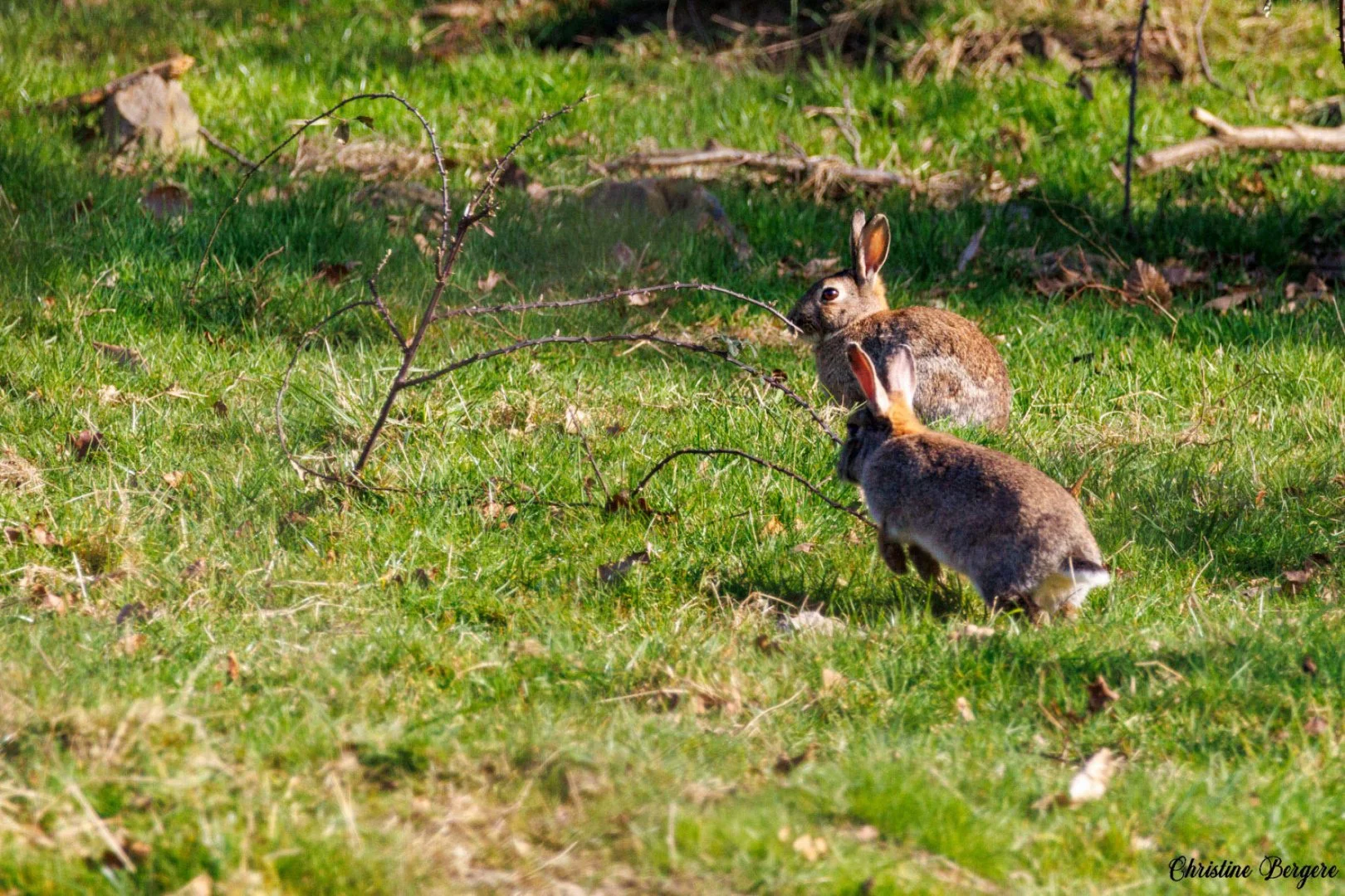 CB-0225-Lapins.jpg